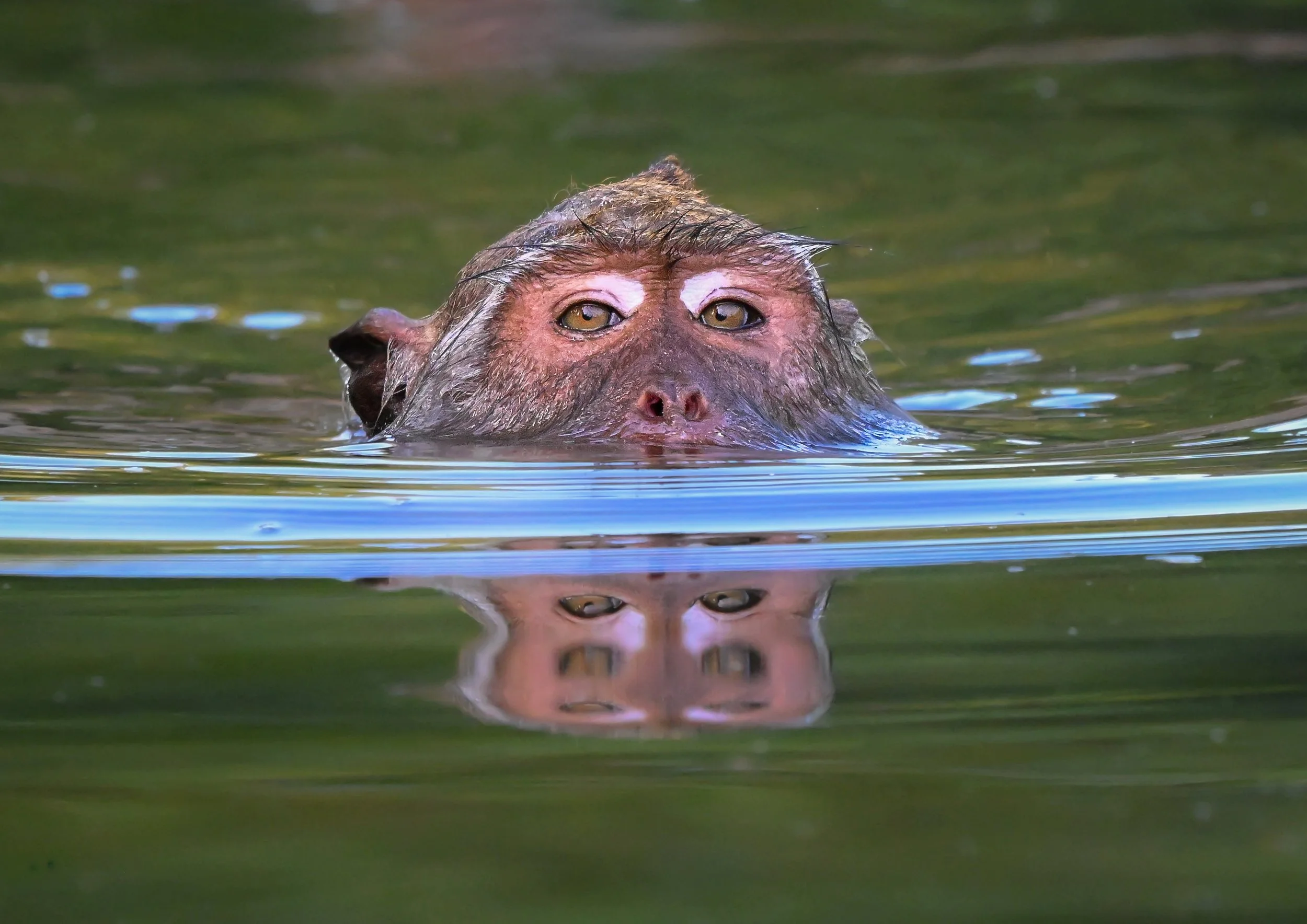 13 Wet head reflected