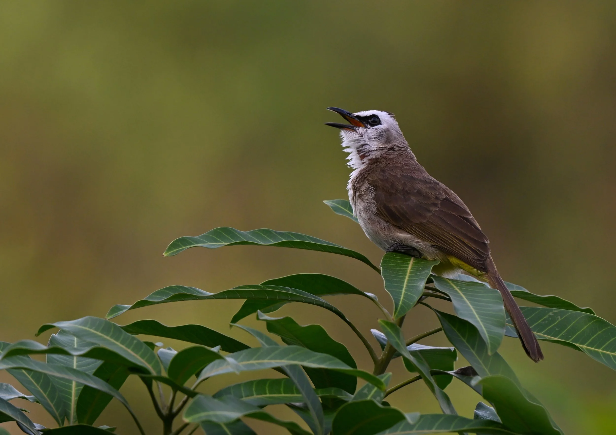 10 Yellow-vented Bul-bul