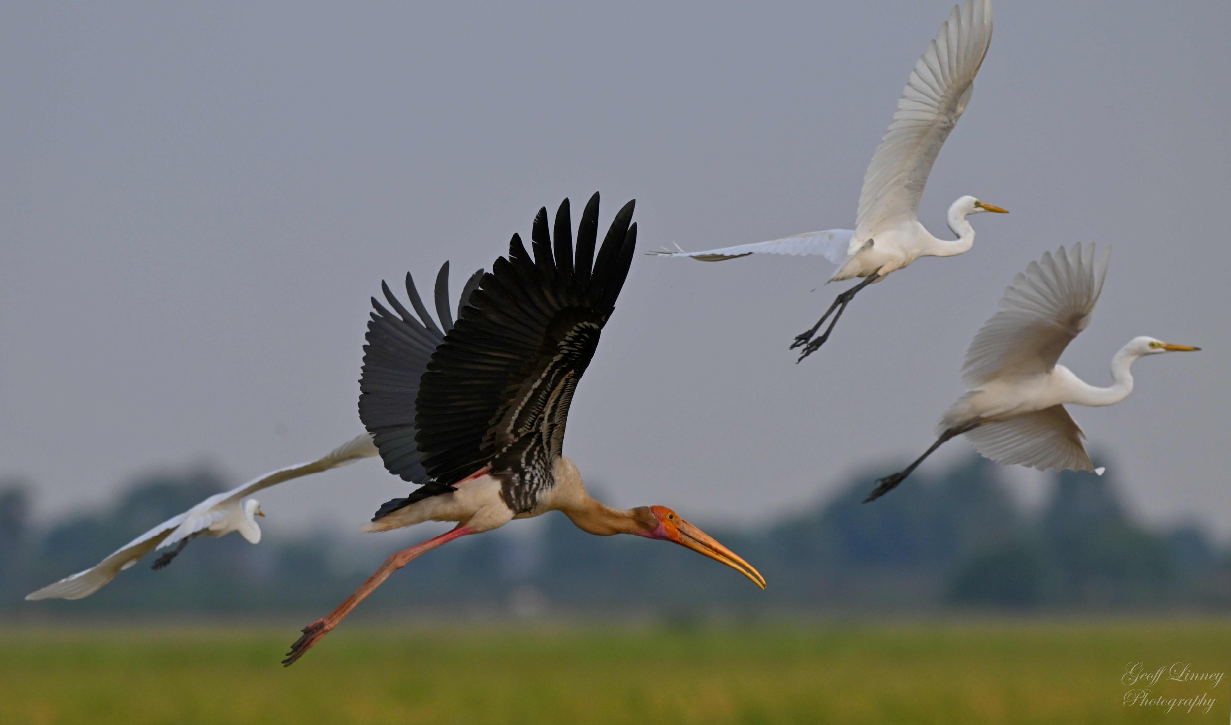 Painted Stork & Egrets