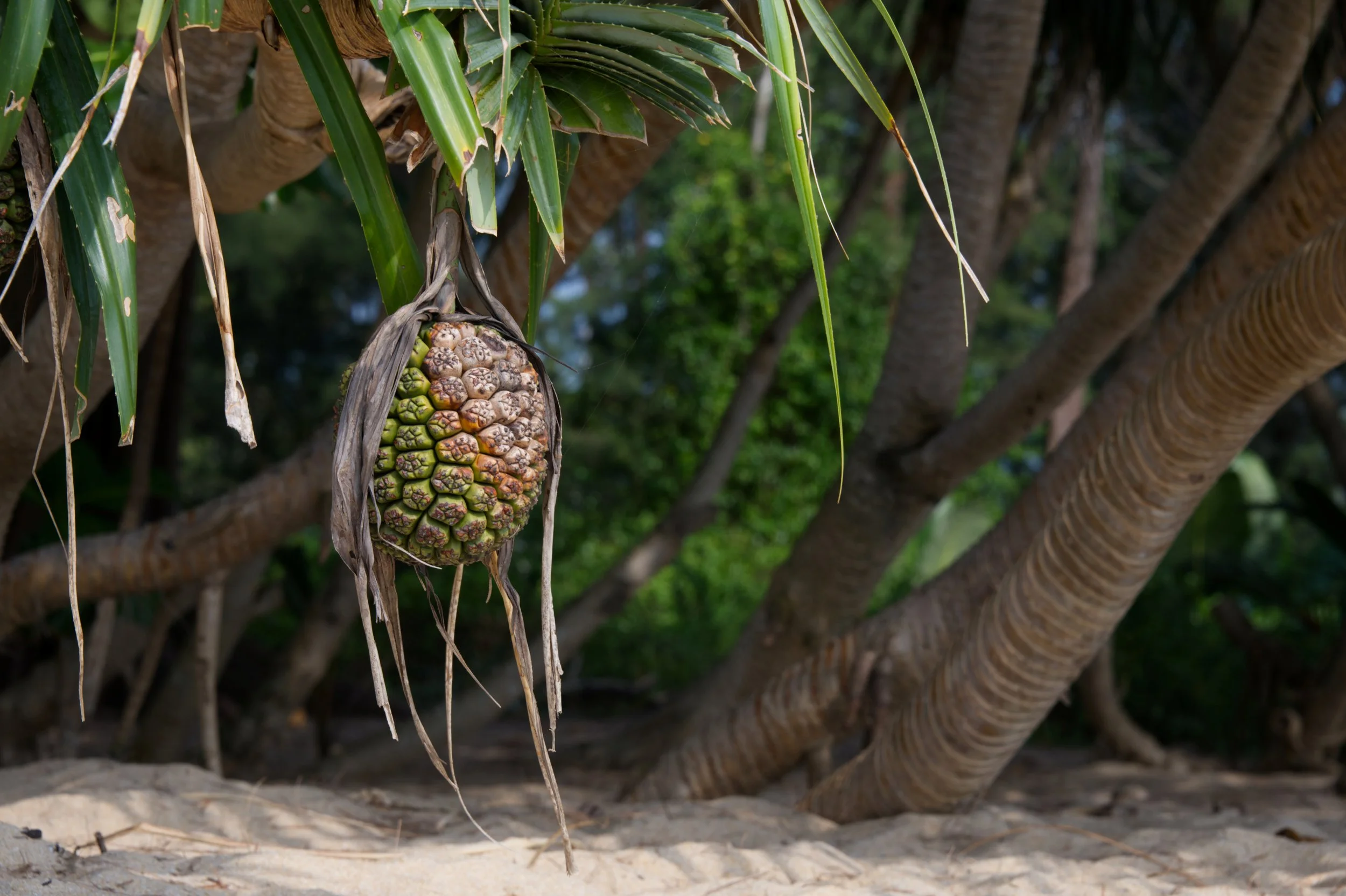 91 Pandanus tectorius fruit Natai beach