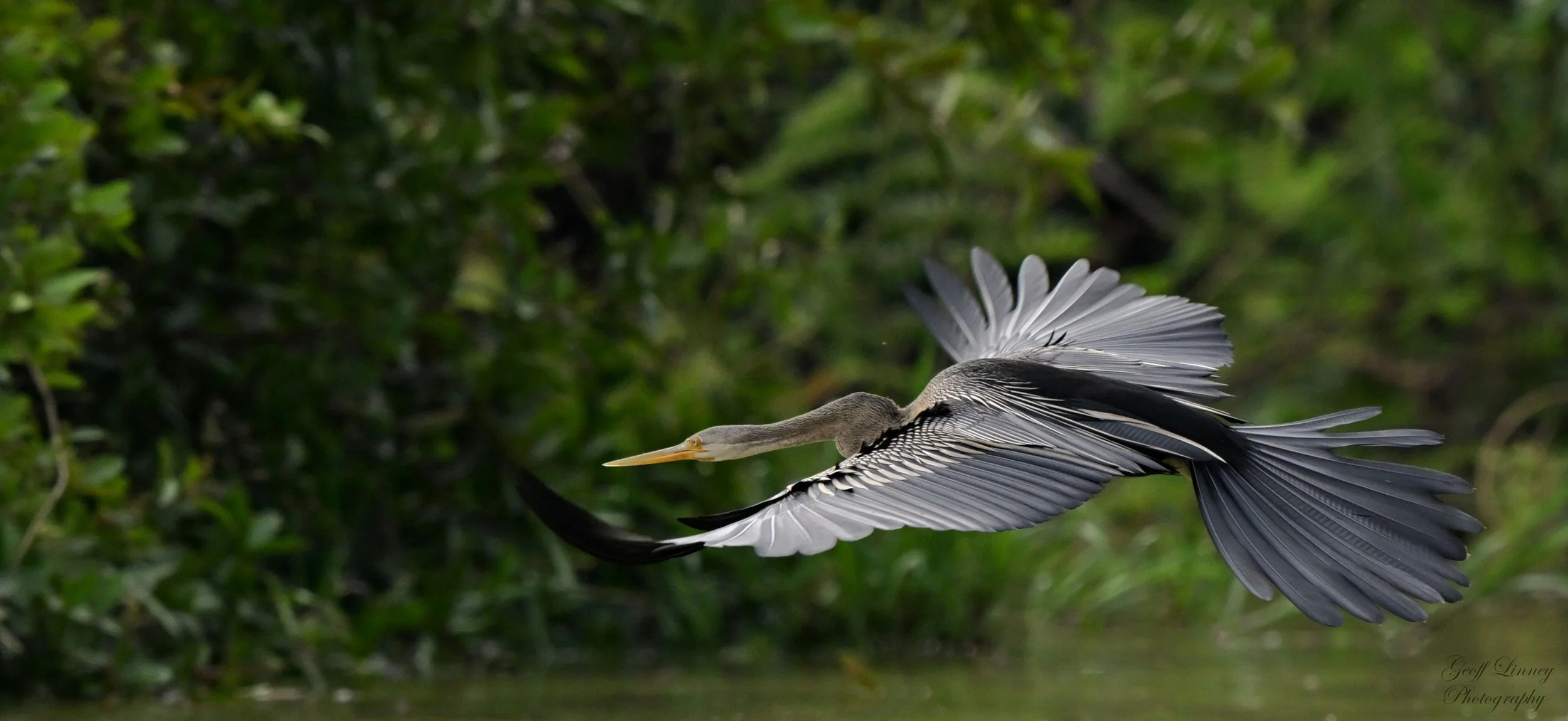 Australasian Darter