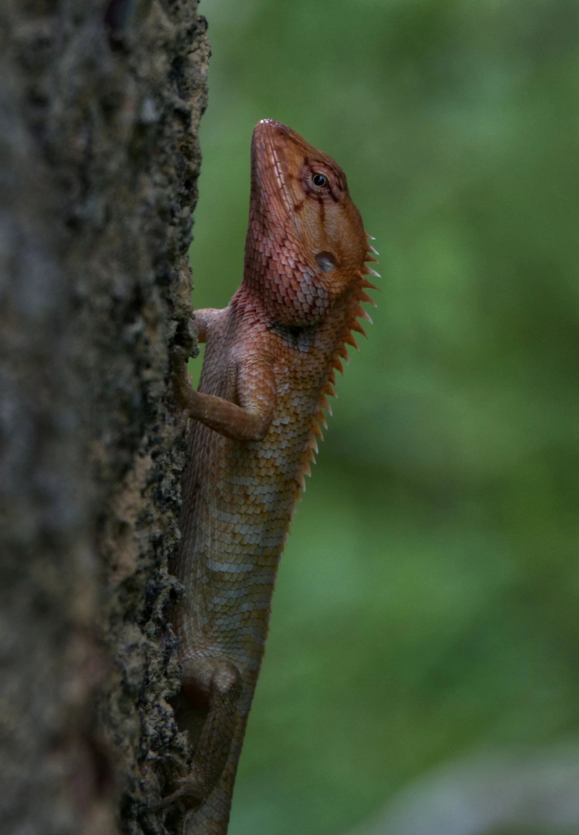 82 Oriental Garden Lizard