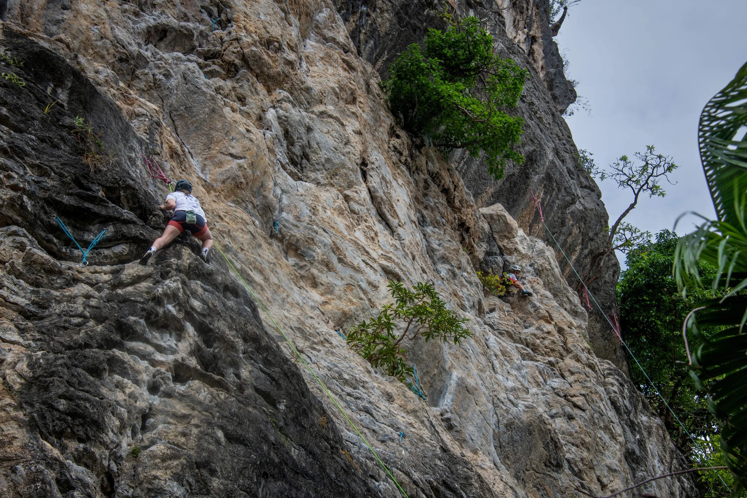 31 Tonsai climbers