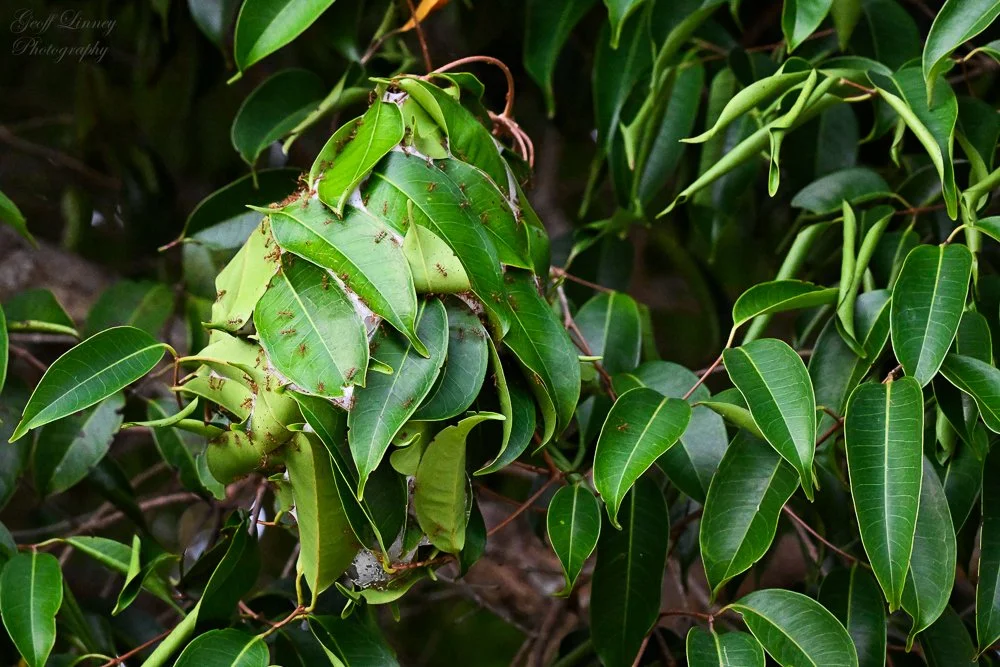 Redant`s nest