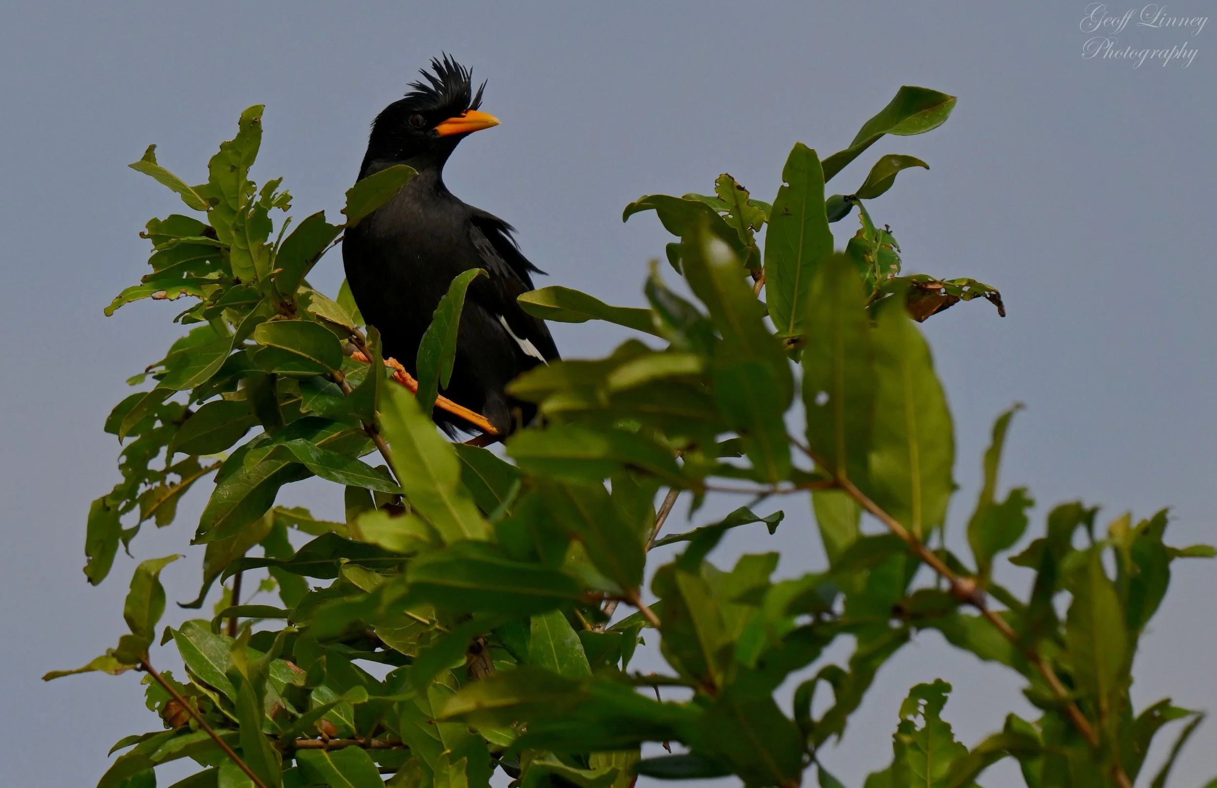 White-vented Myna
