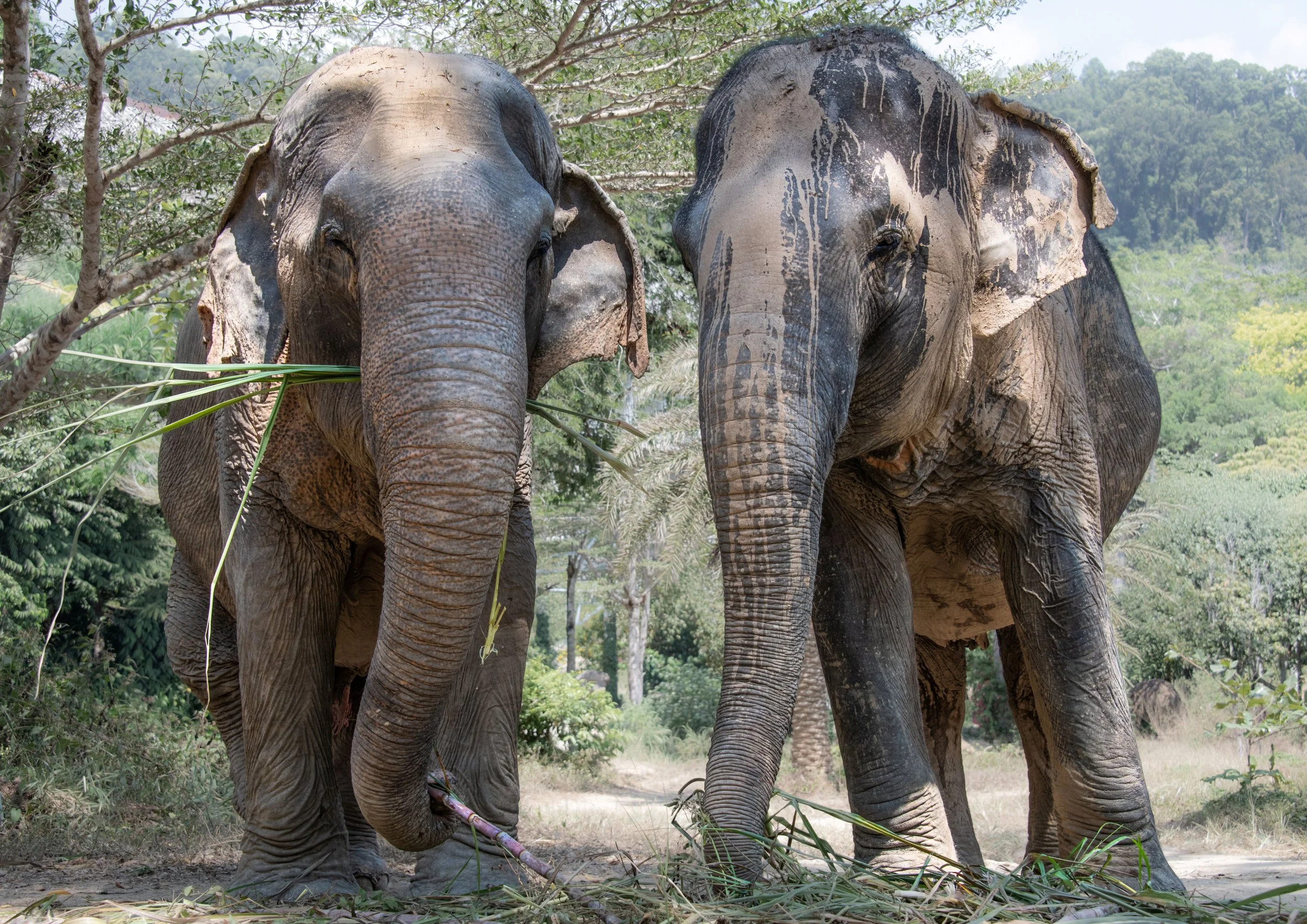 1 Elephant sanctuary Phuket
