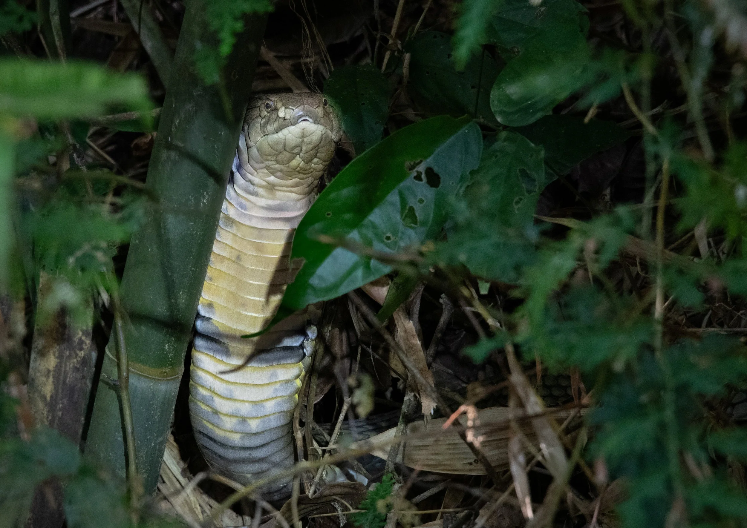 78 King Cobra 2
