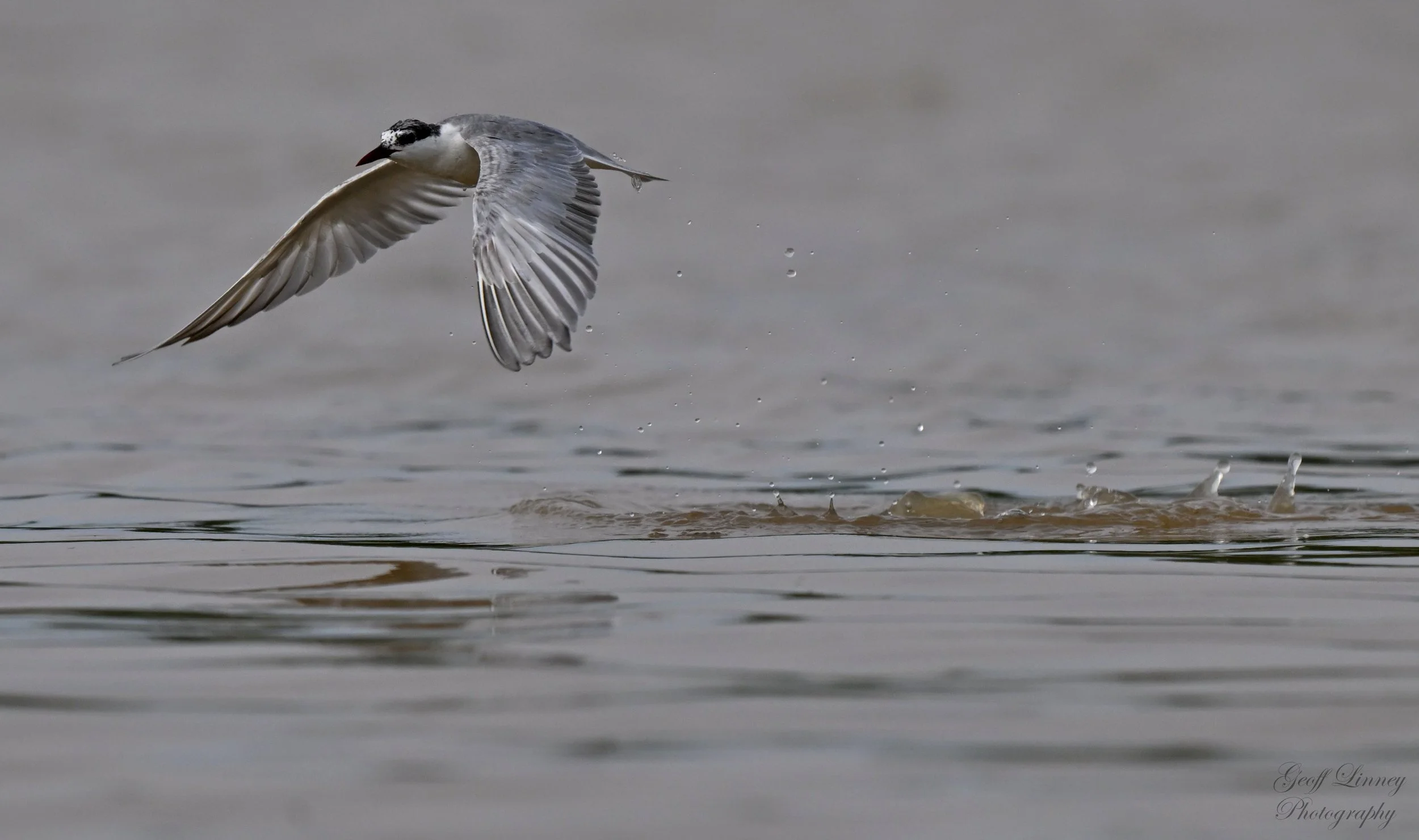 Gull-billed Tern take off