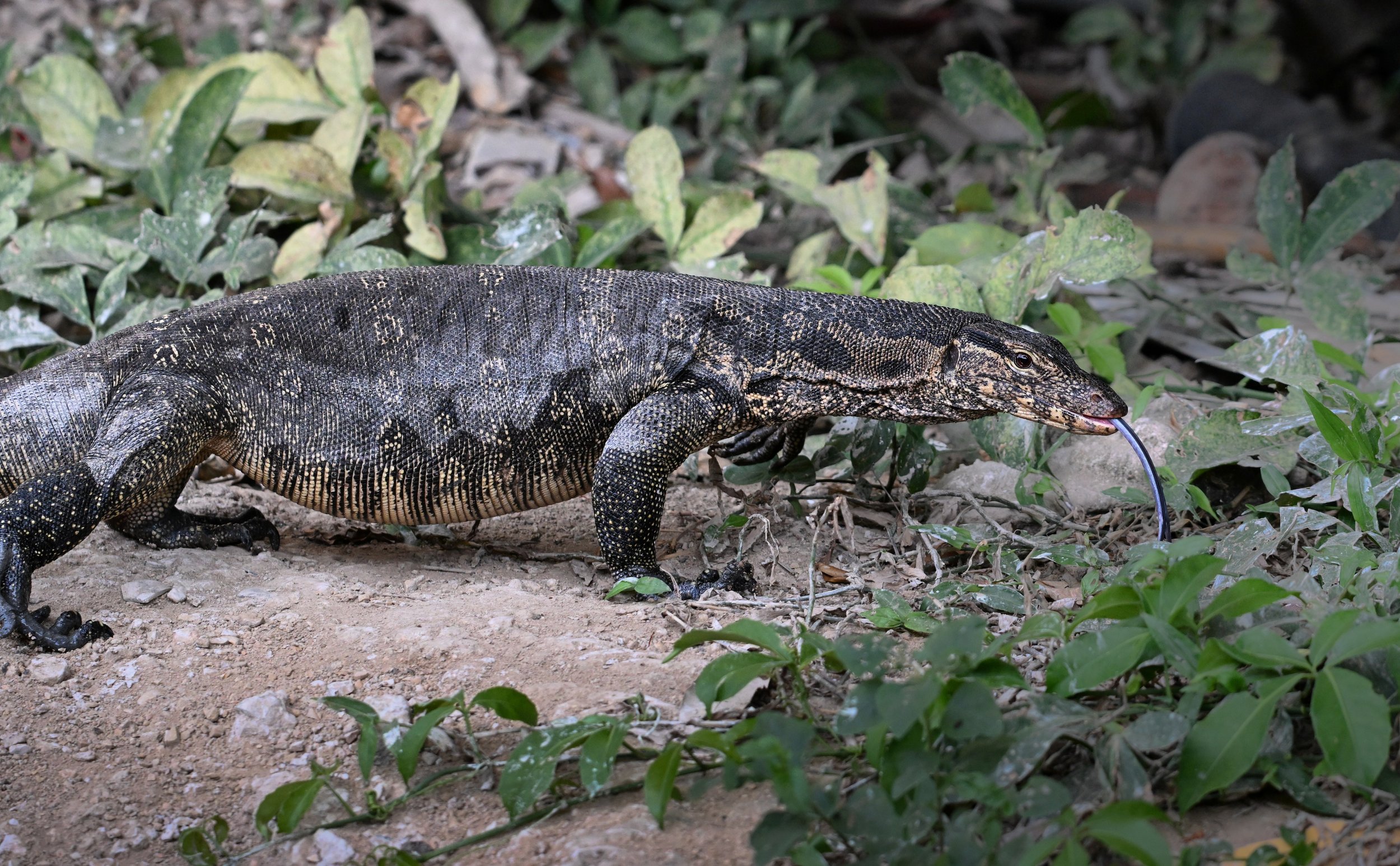 42 Asian Water Monitor