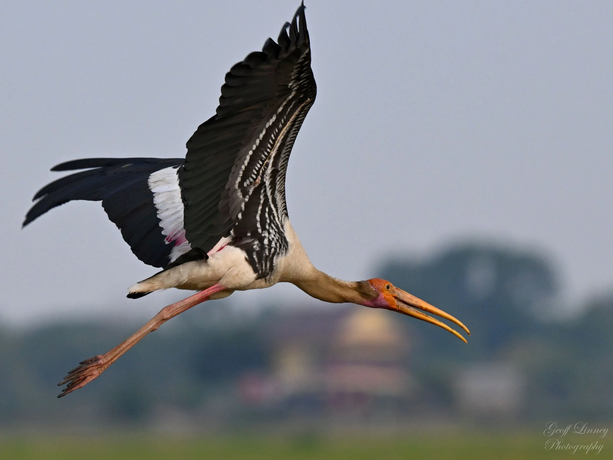 Painted Stork