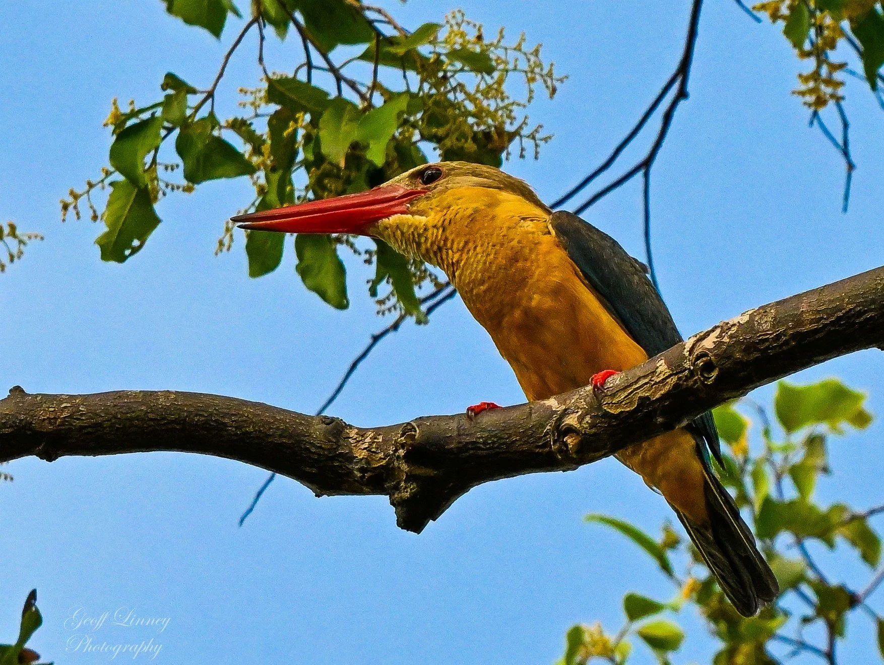 Stork-billed Kingfisher