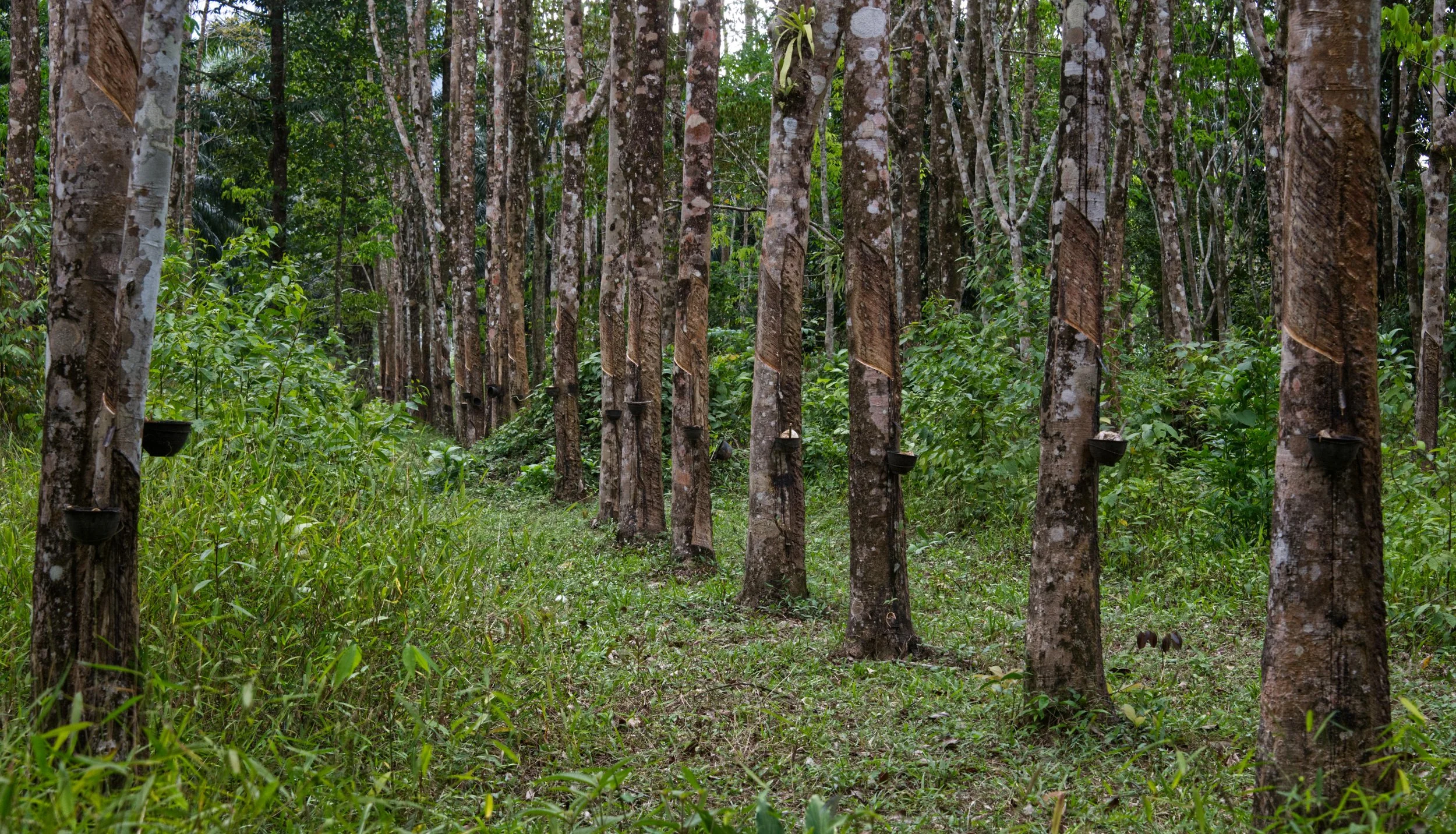 81 Rubber plantation
