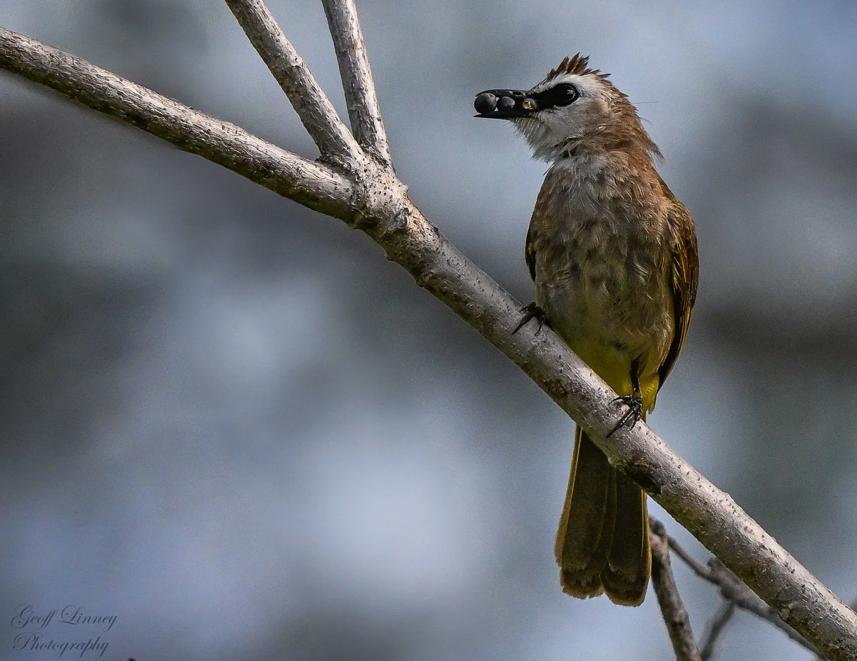Yellow-vented Bul-bul
