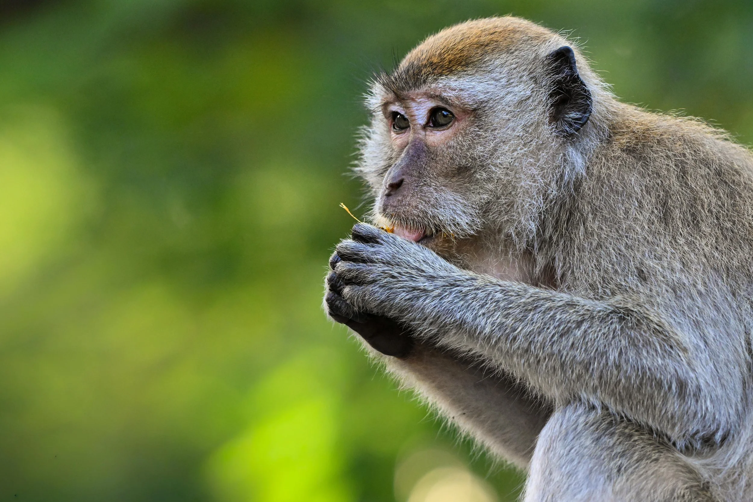 2 Macaque feed