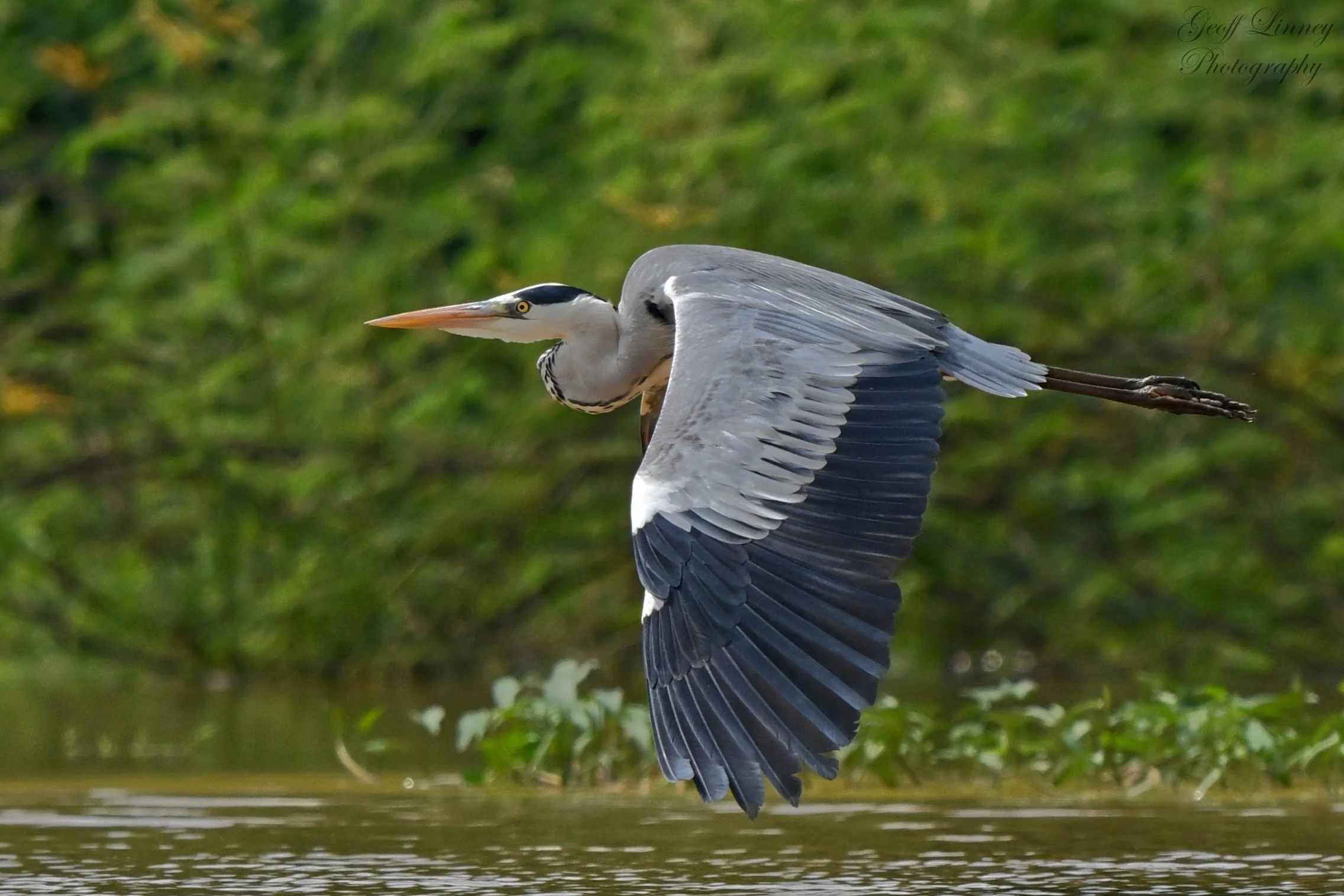 Grey Heron airborne