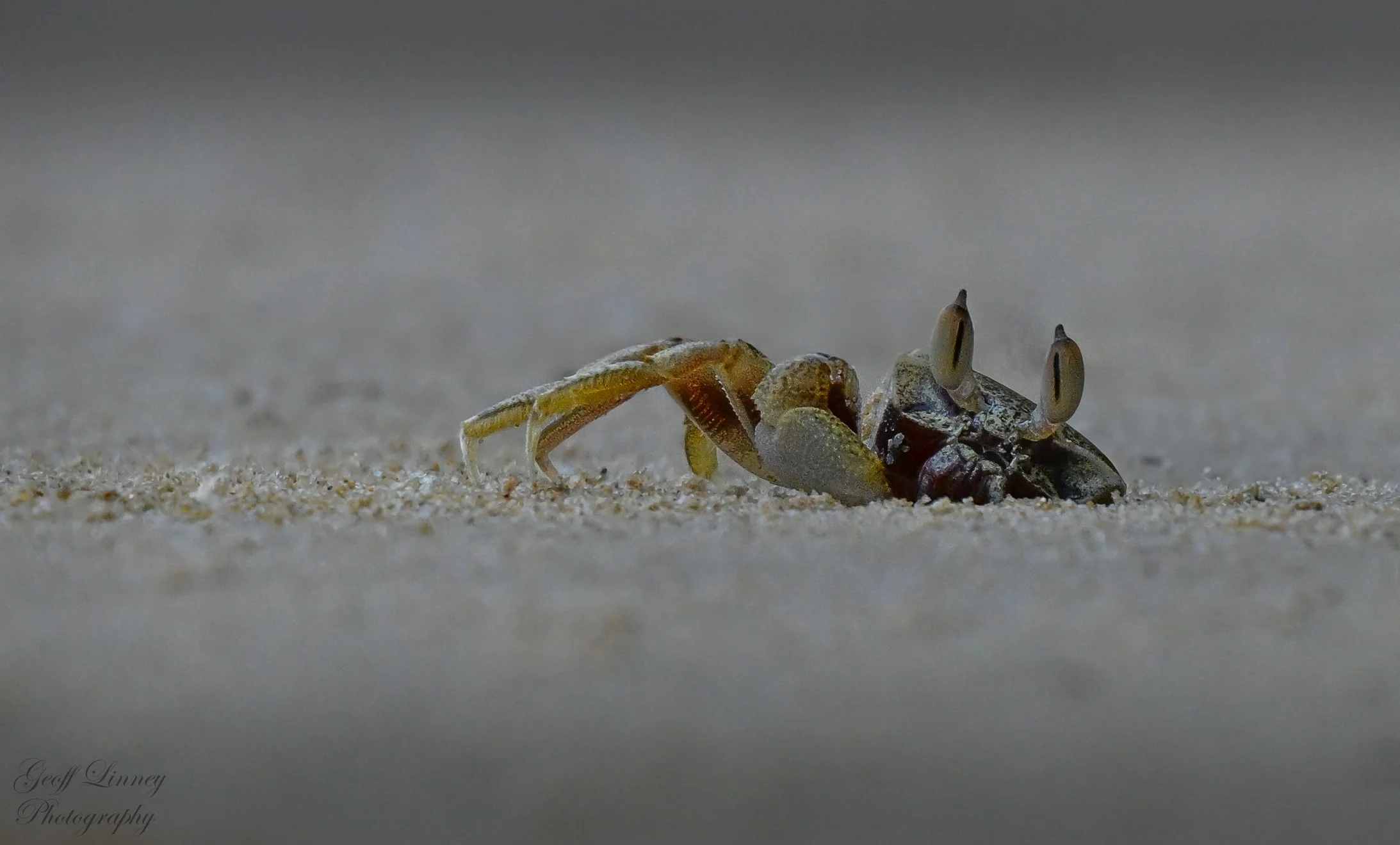 Horn-eyed Ghost Crab emerging