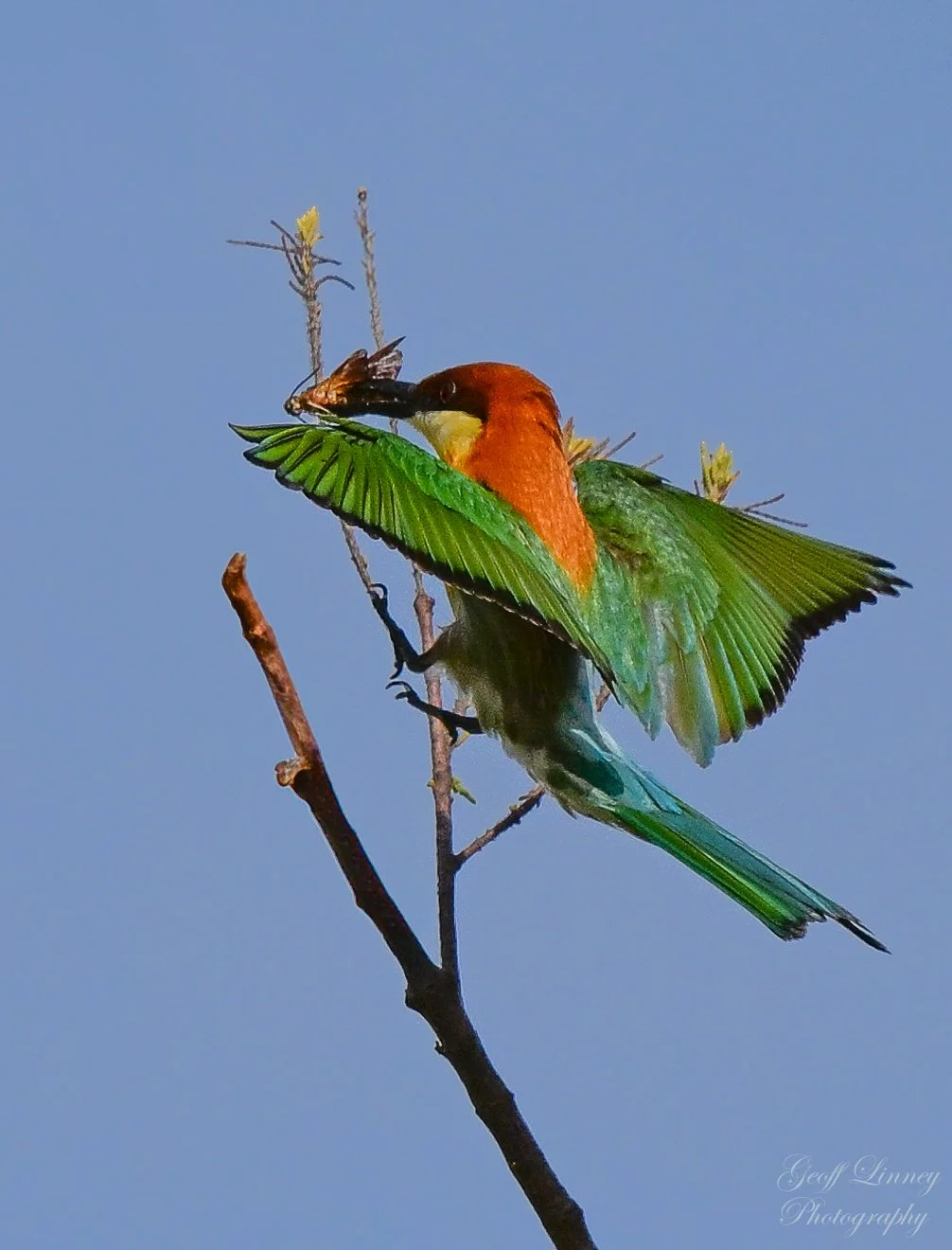 Blue-tailed Bee-eater landing