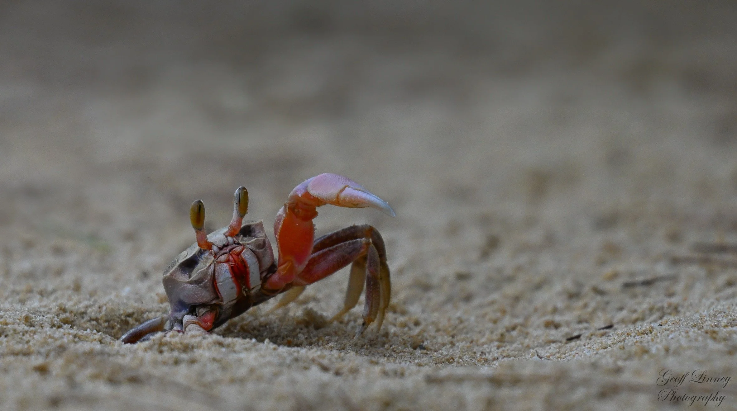 Horn-eyed Ghost Crab waving