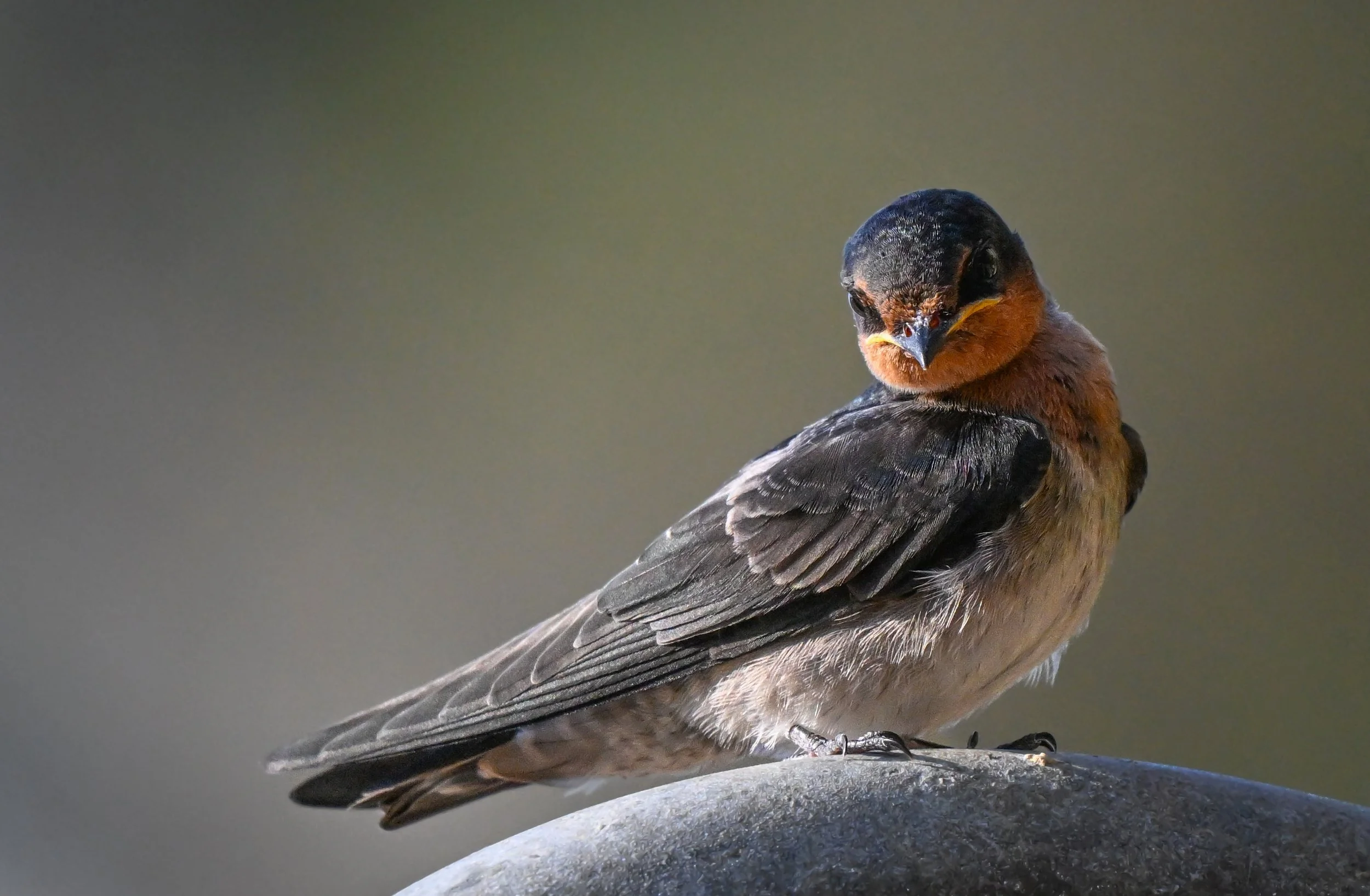 44 Welcome Swallow