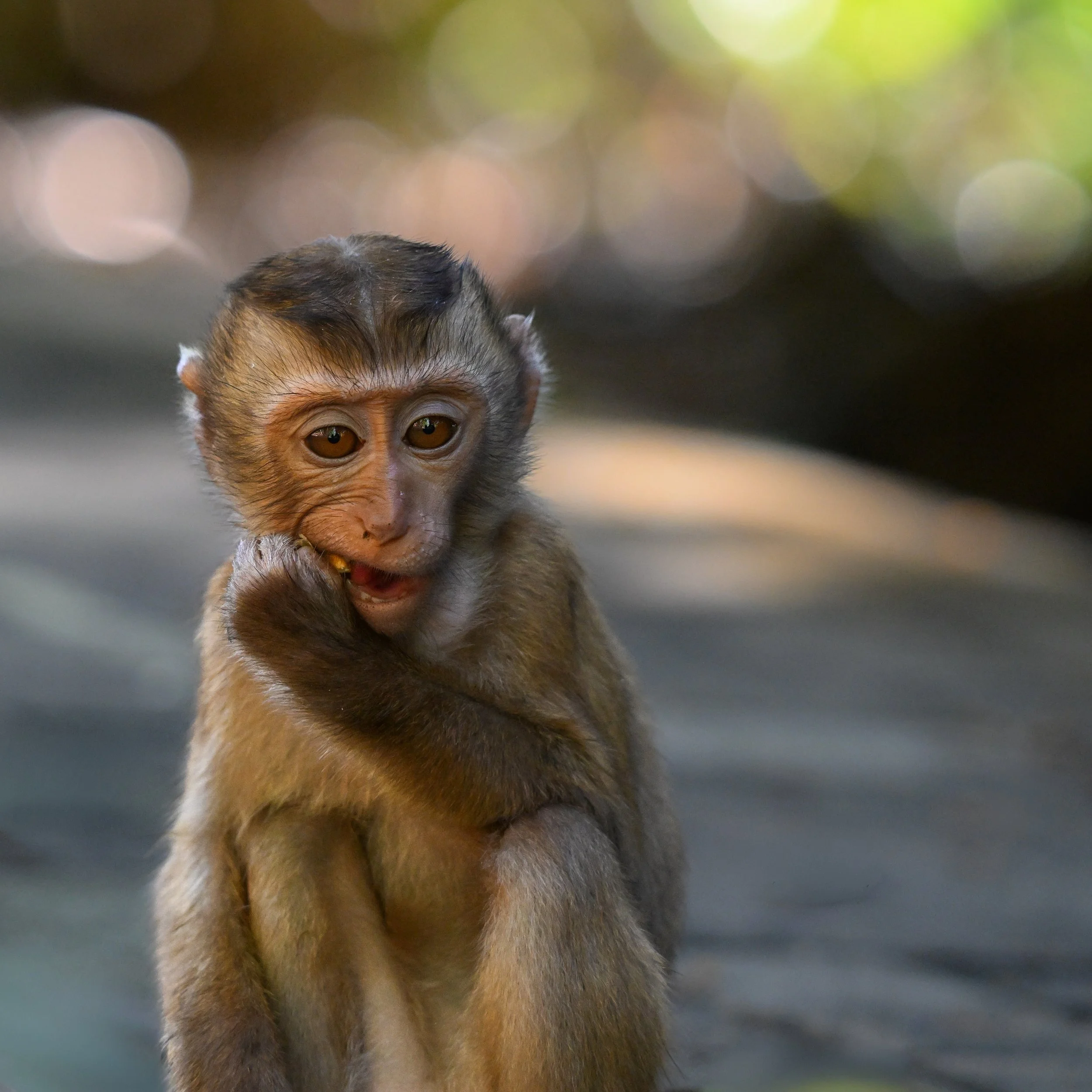 17 Monkey Hill Macaque Phuket