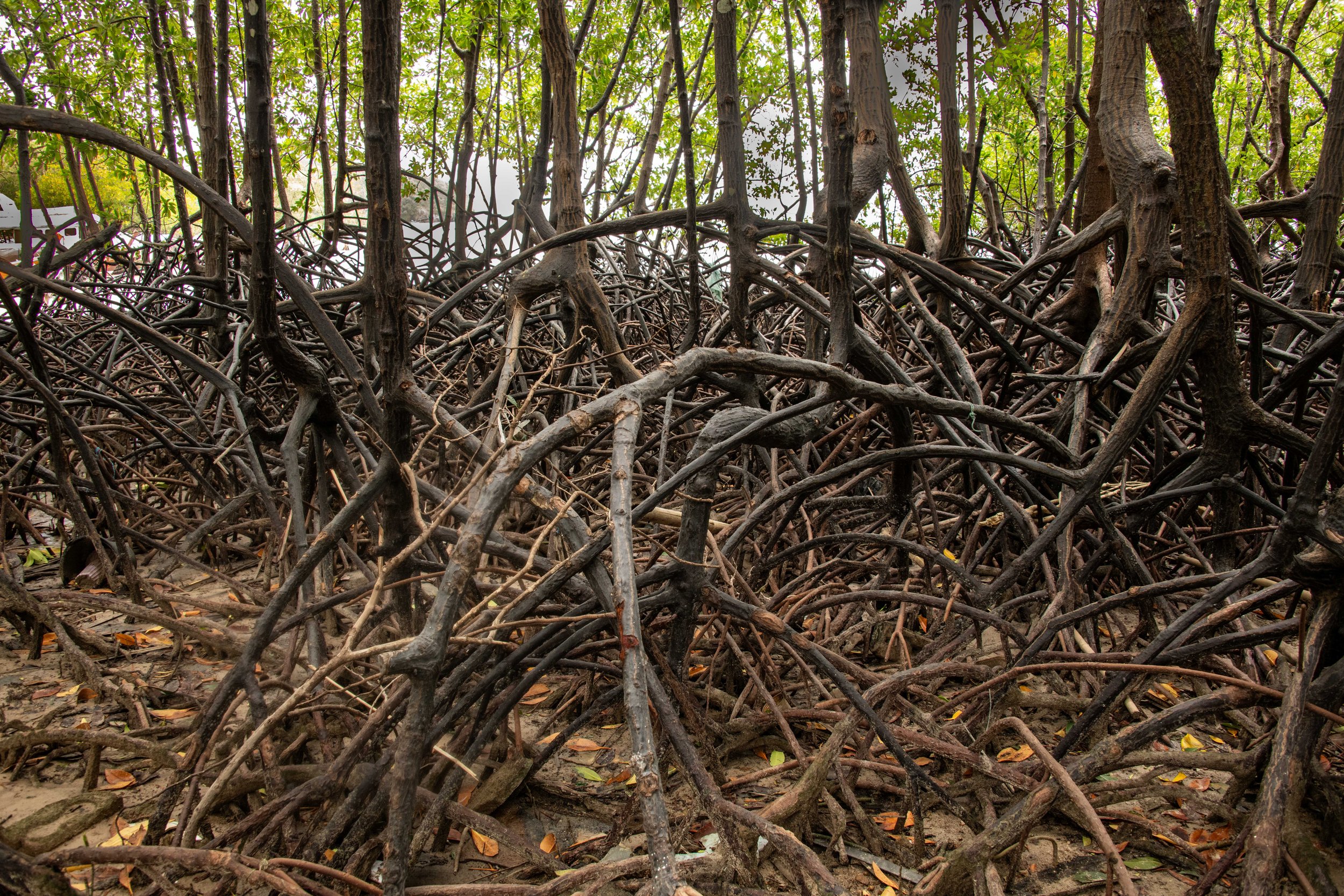 61 Railay mangroves