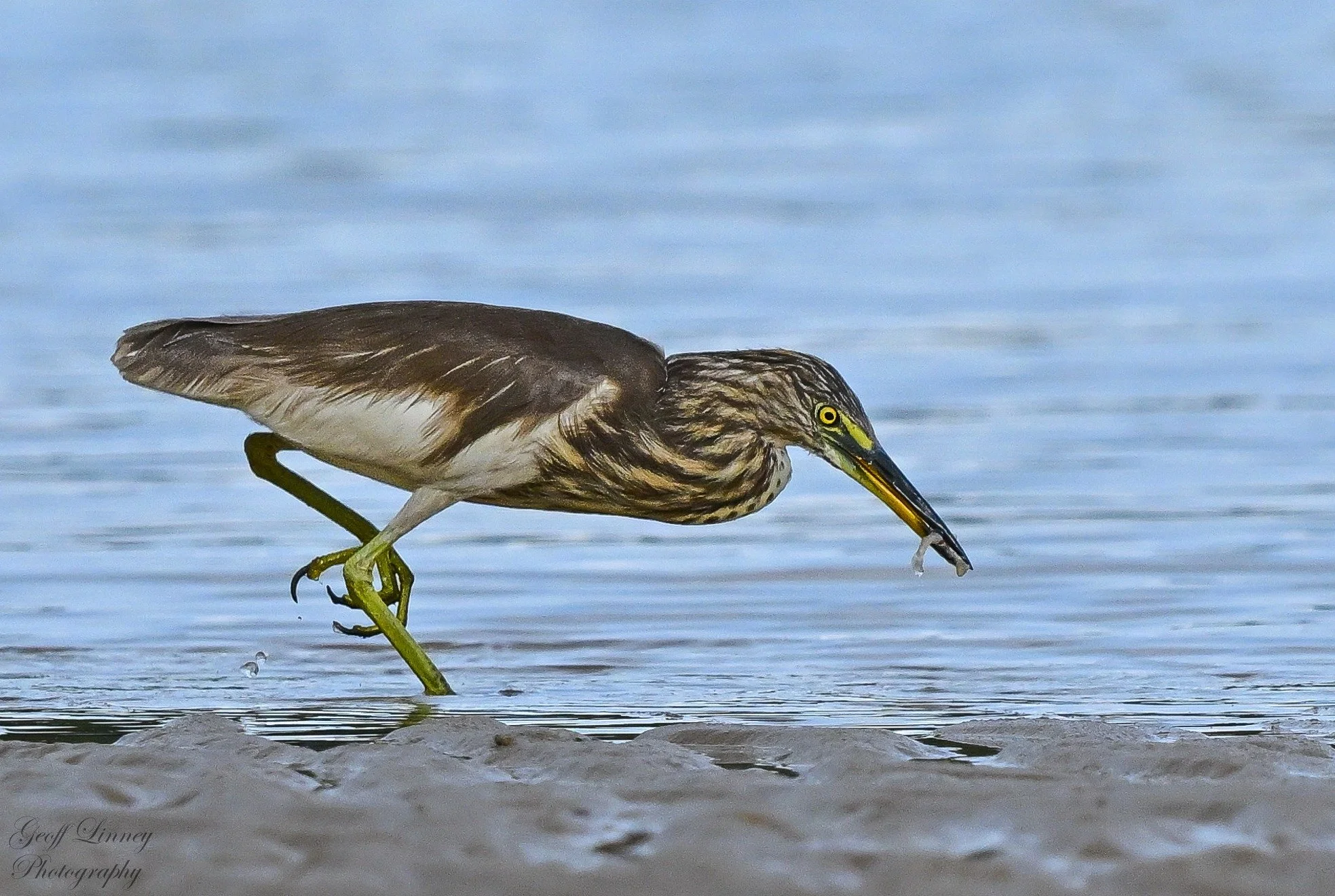 Chinese Pond Heron with lunch