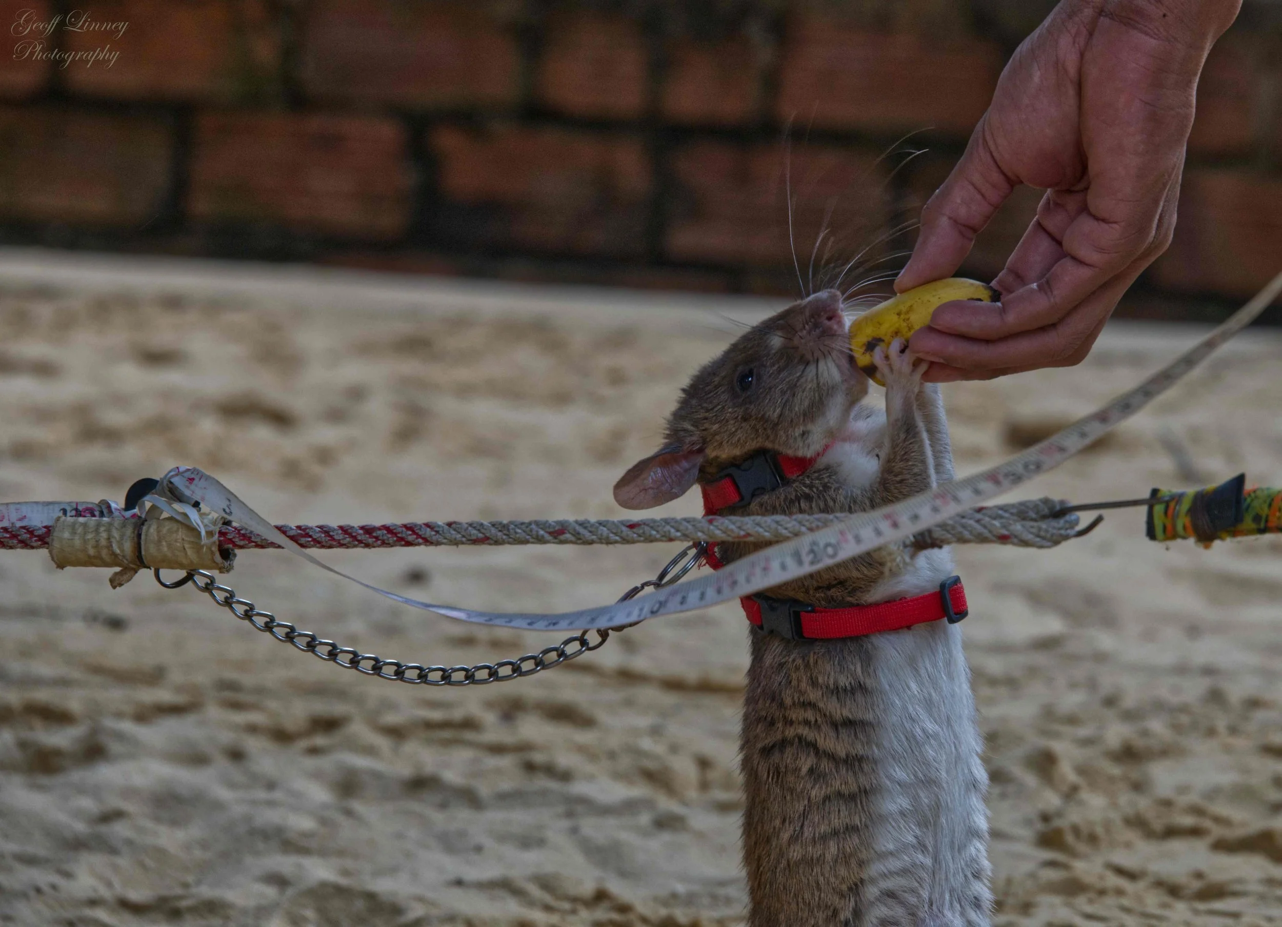 Hero rat`s reward