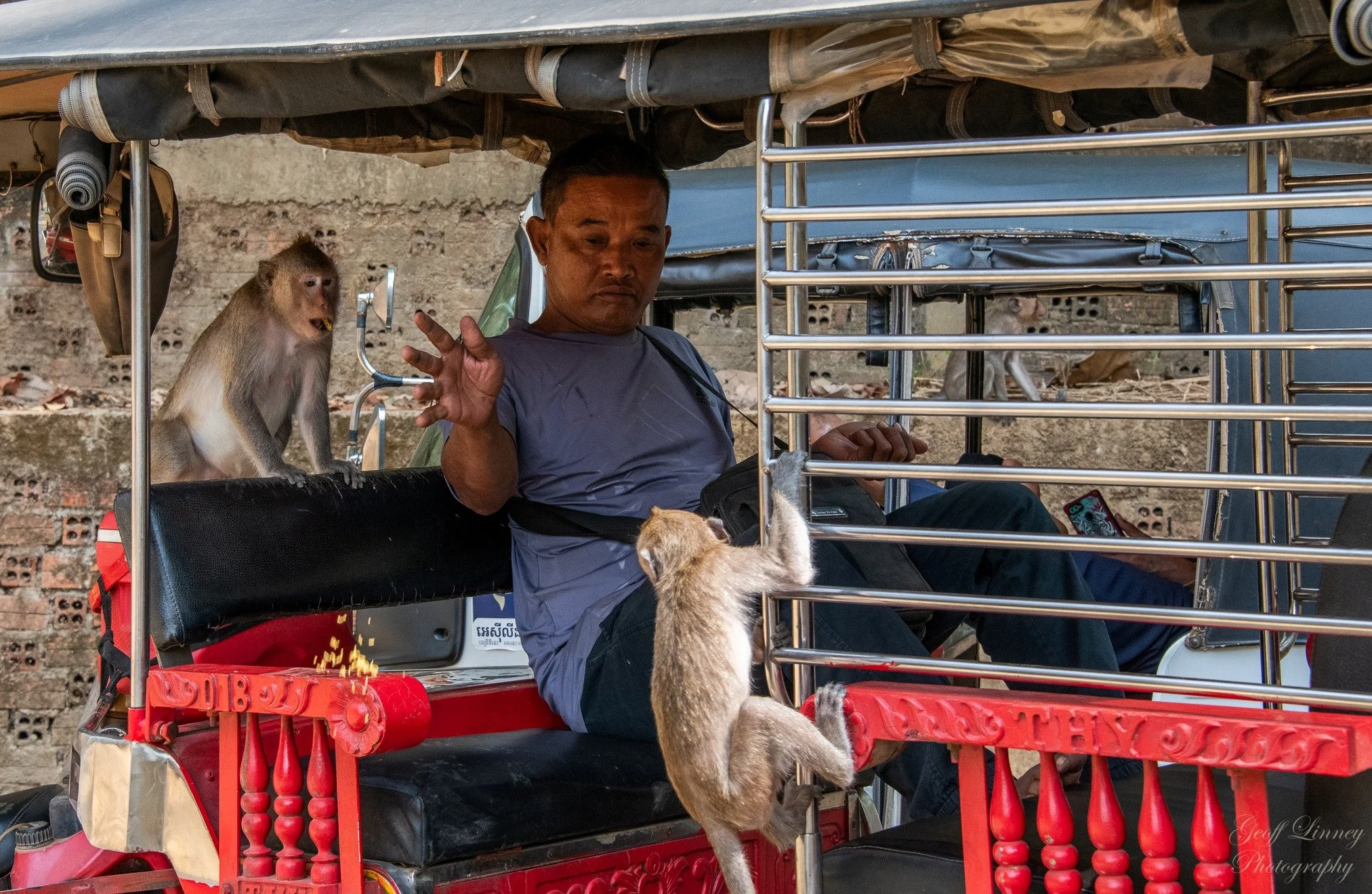 Tuk tuk driver feeding monkeys