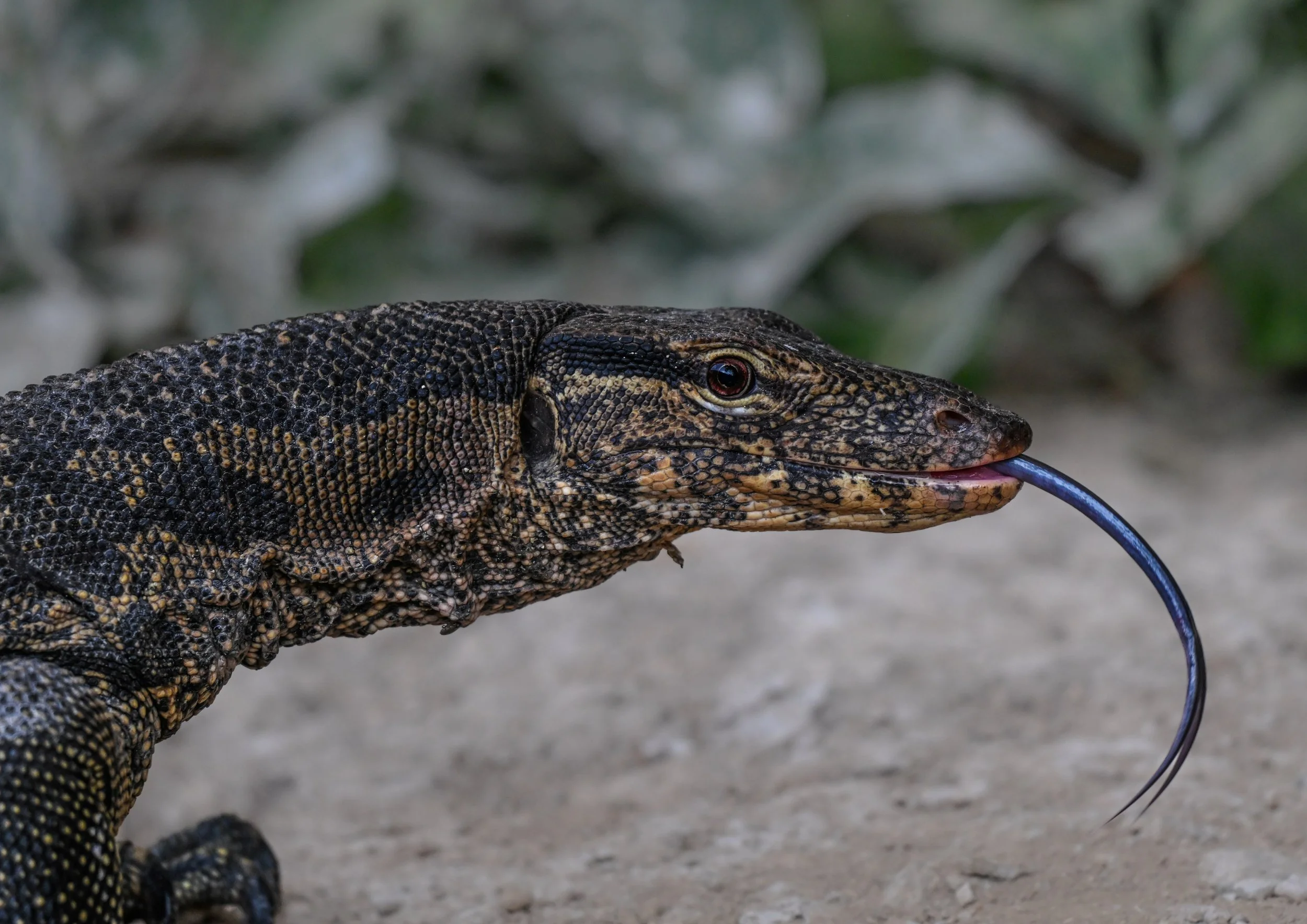 43 Asian Water Monitor portrait