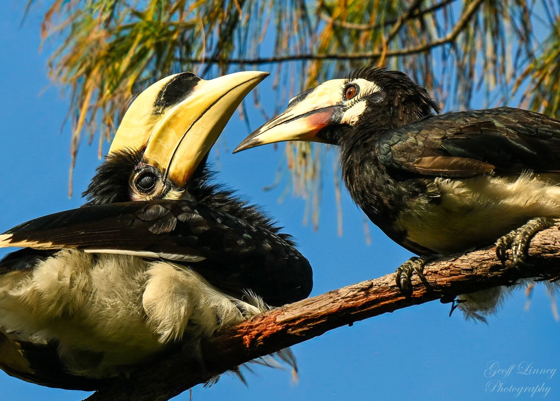 Hornbills