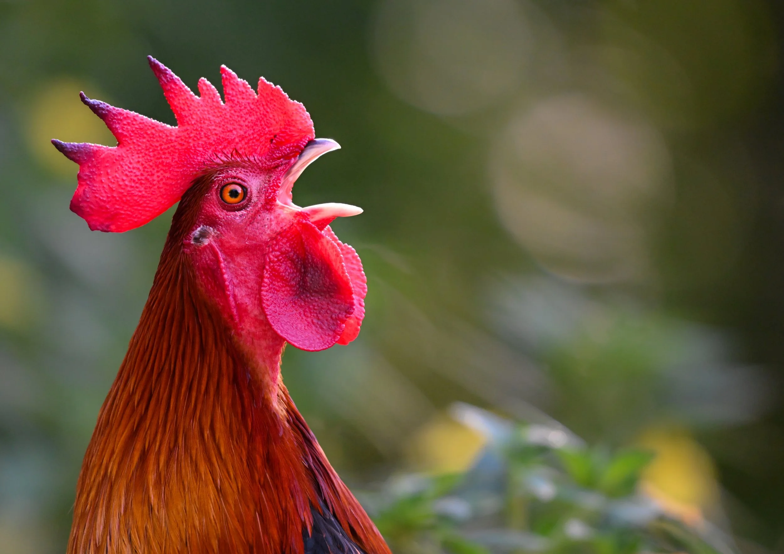 26 Monkey Hill rooster