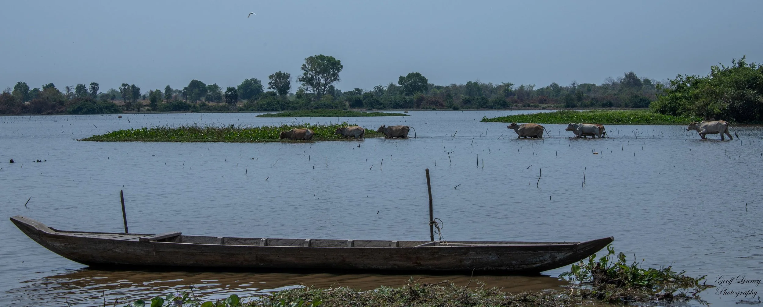 Cattle in the lake