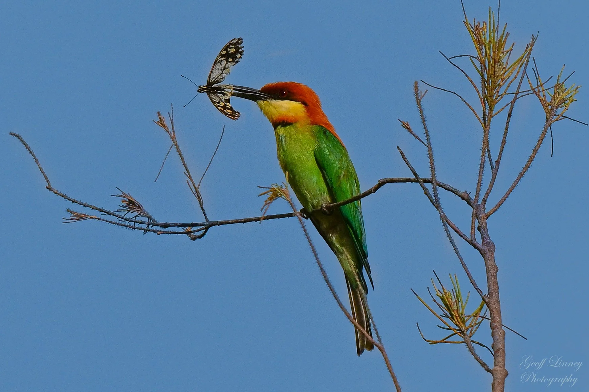 Blue-tailed Bee-eater