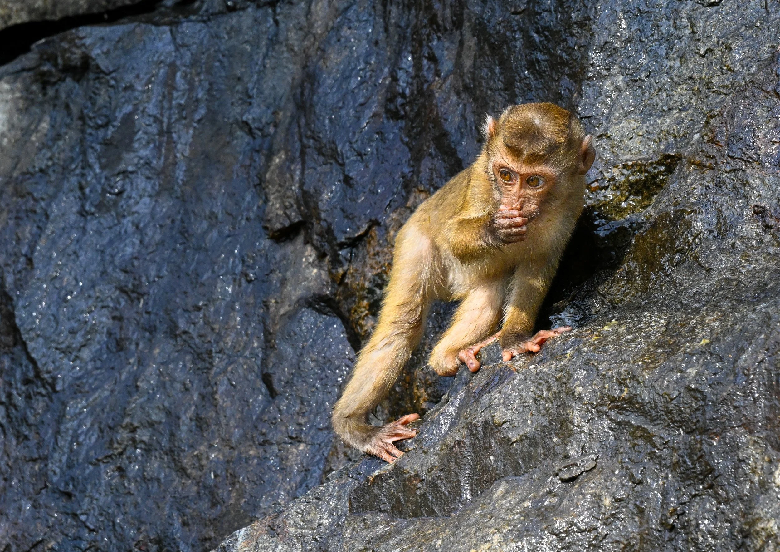 23 Drinking baby Macaque