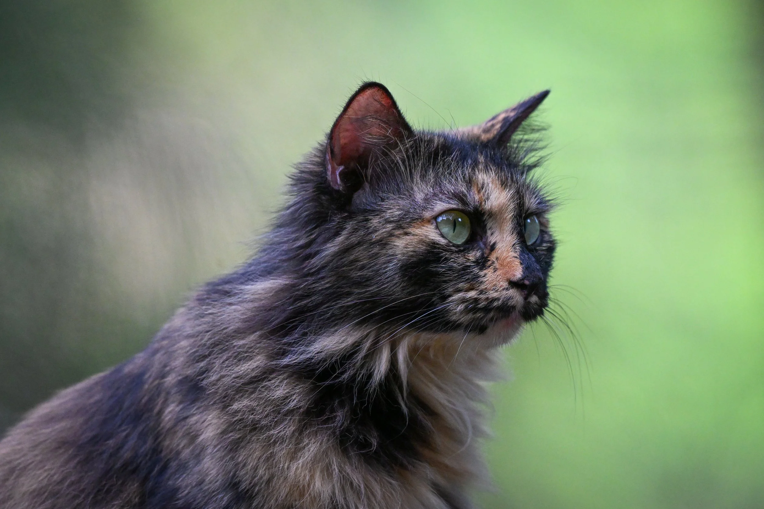 41 Tonsai cat