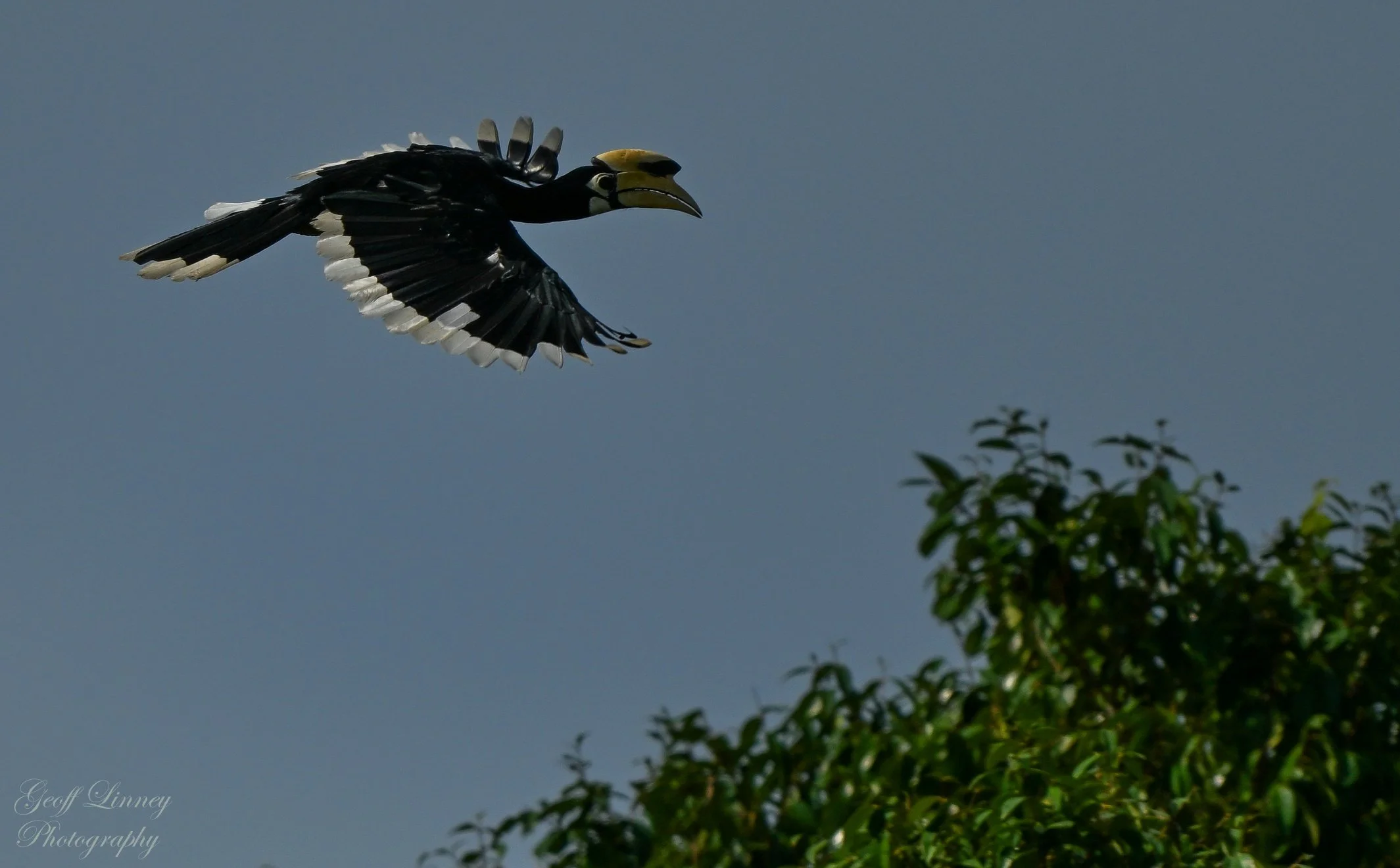 Airborne Hornbill