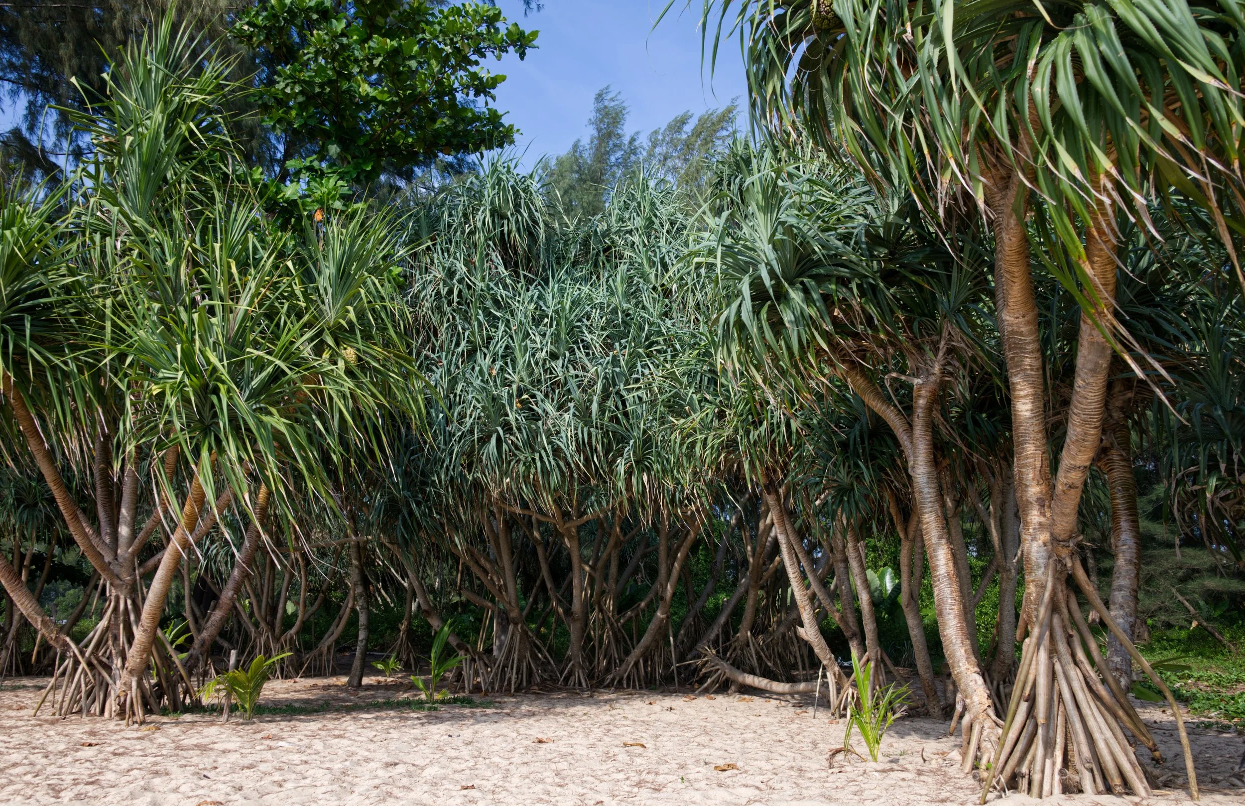 90 Natai Beach palms