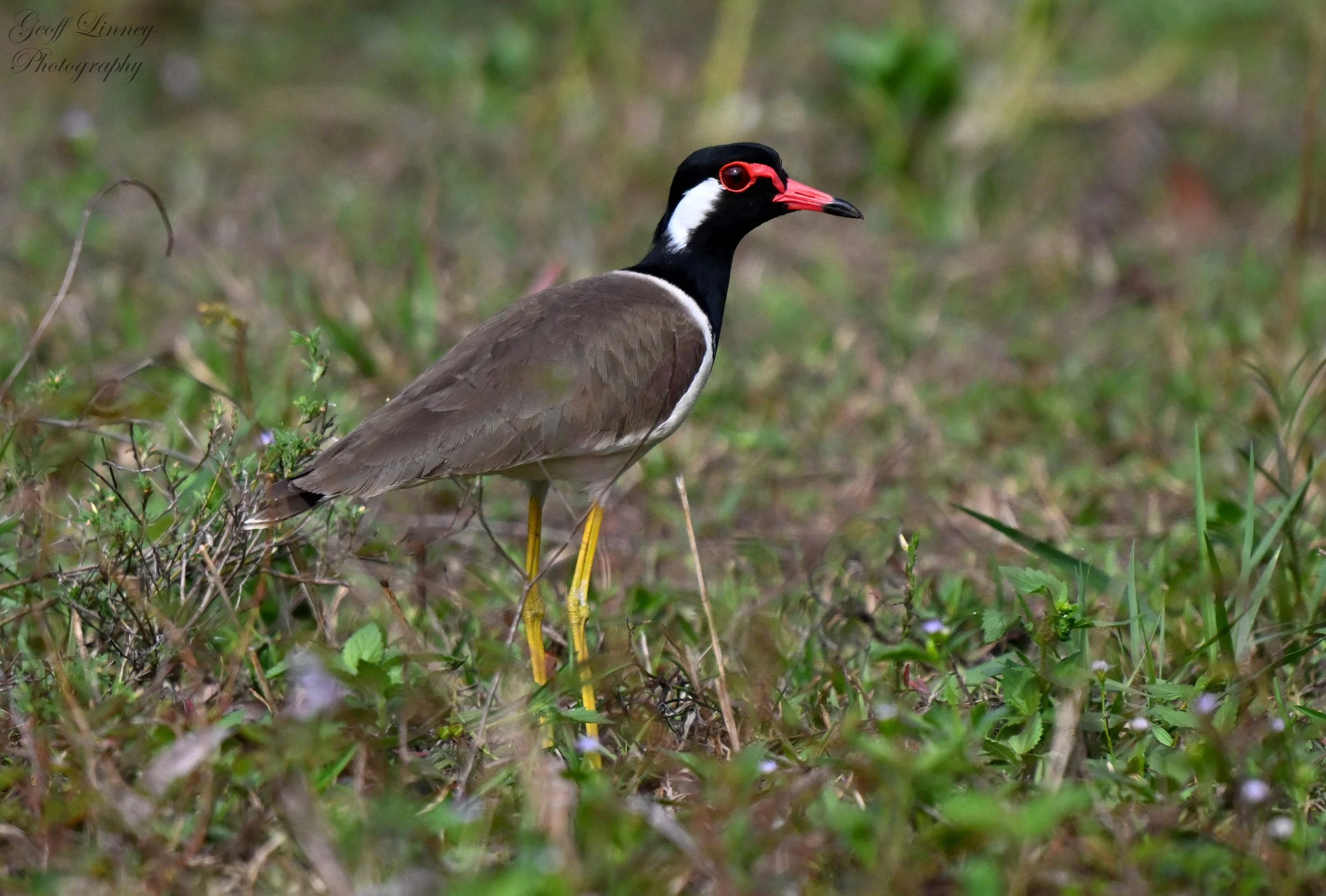 Red-wattled Lapwing
