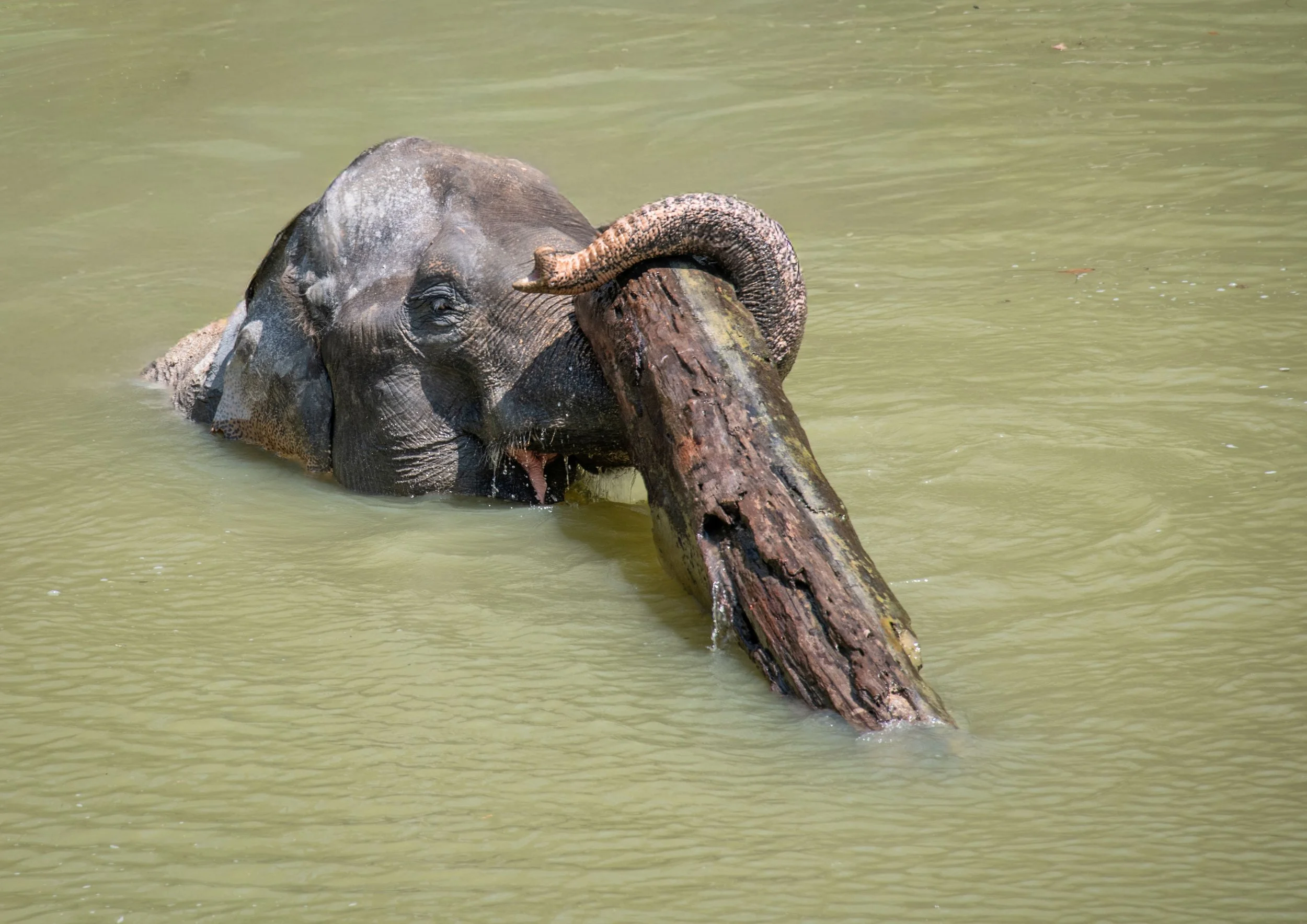 6  Baby Elephant fun