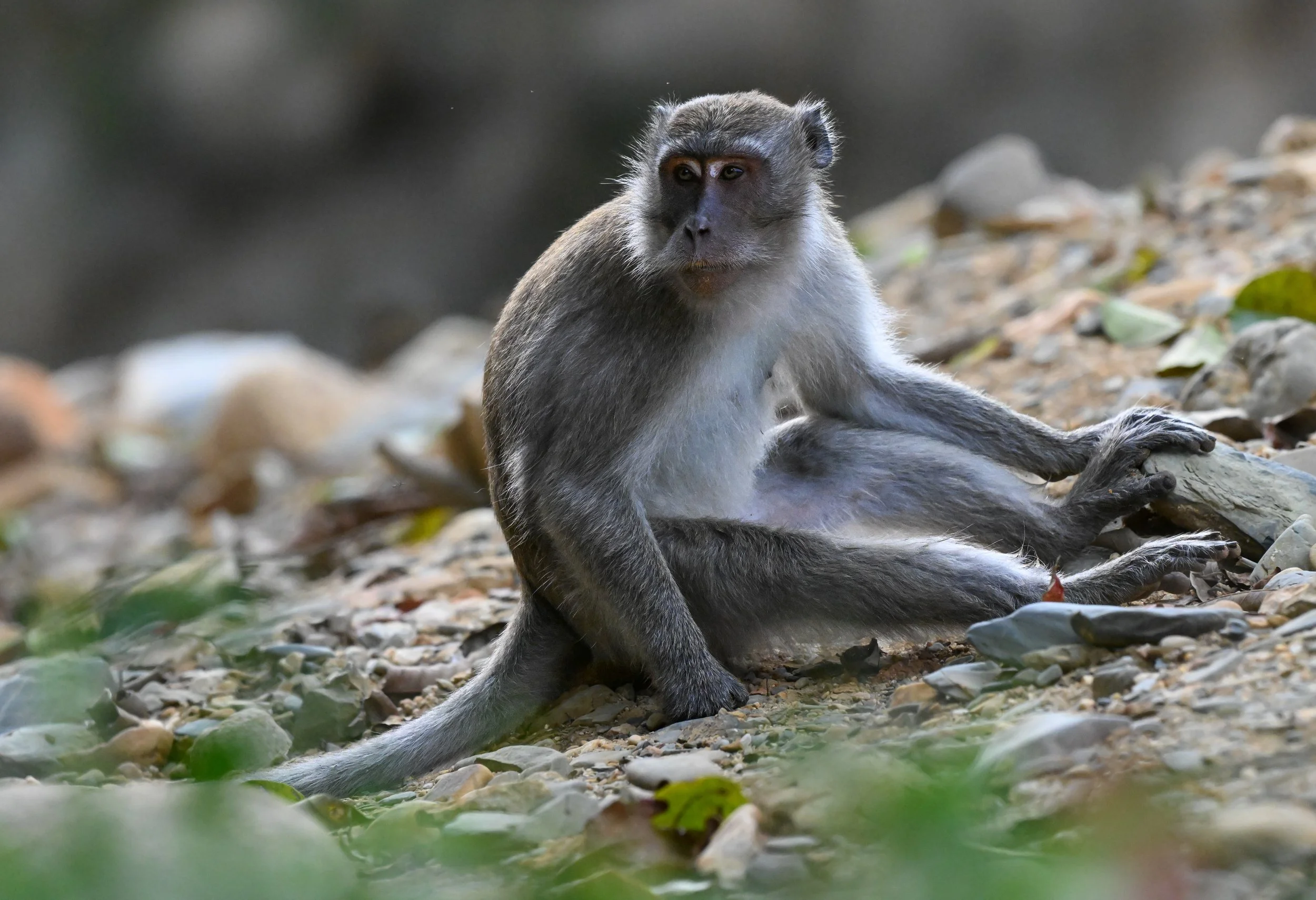 1 Macaque relaxing