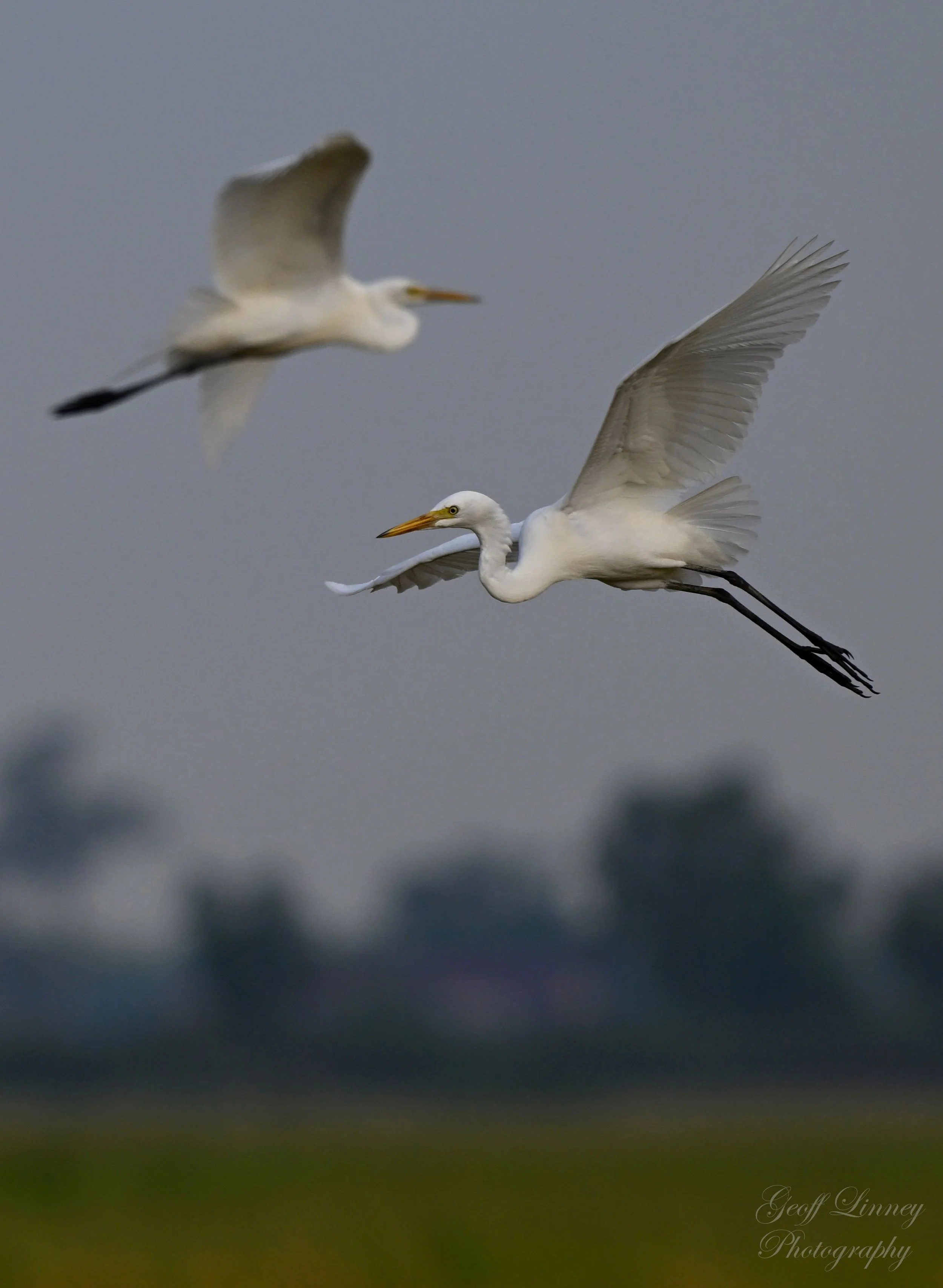Egret