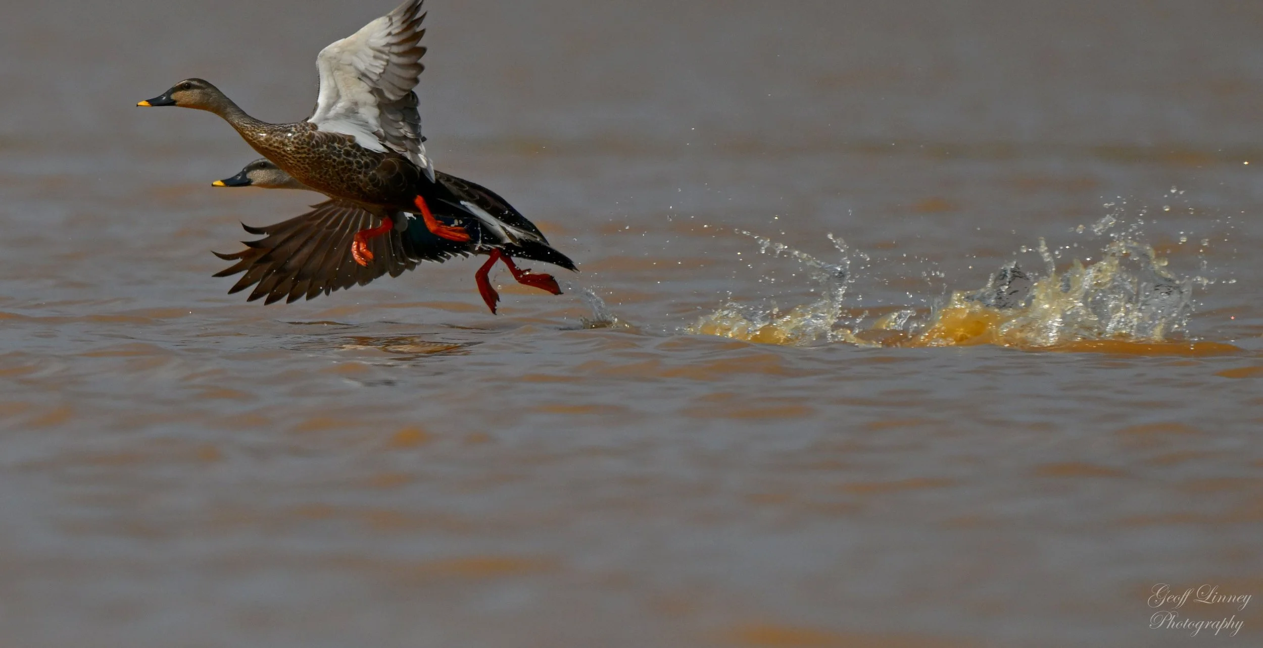 Launching ducks
