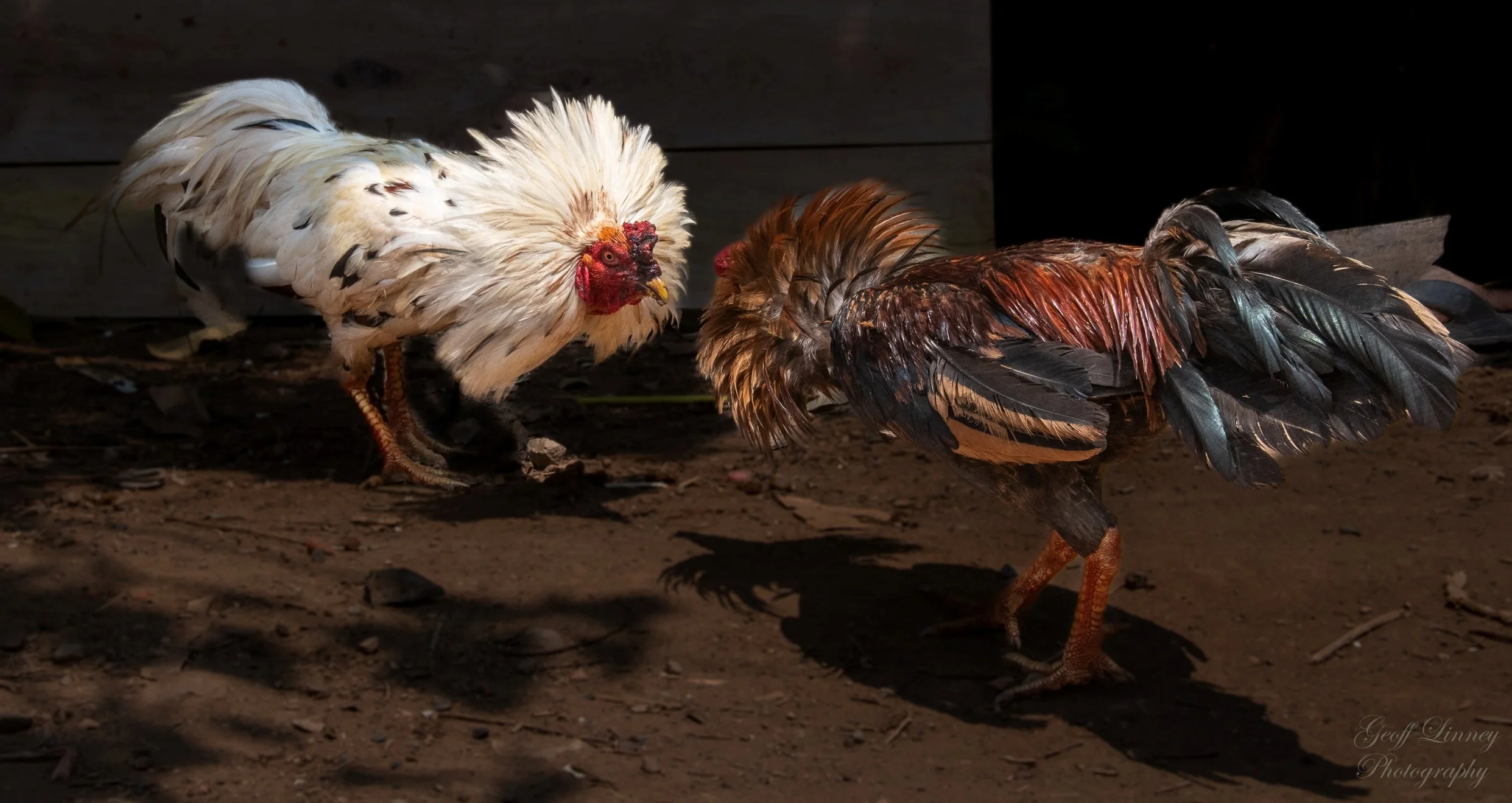 Fighting cocks