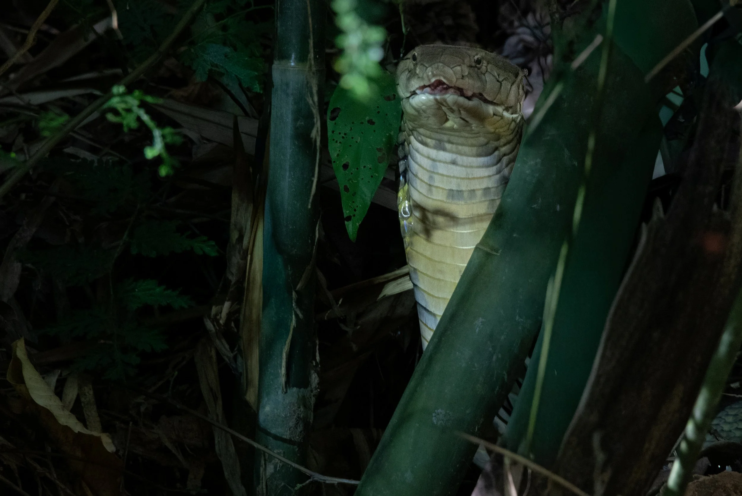 80 King Cobra growling