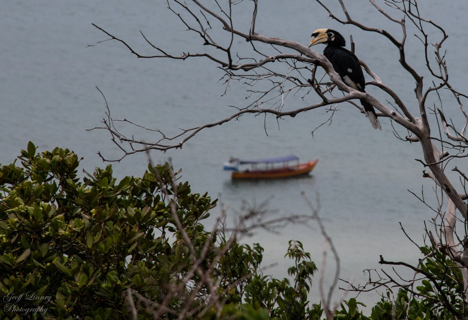 Saracen Hornbill