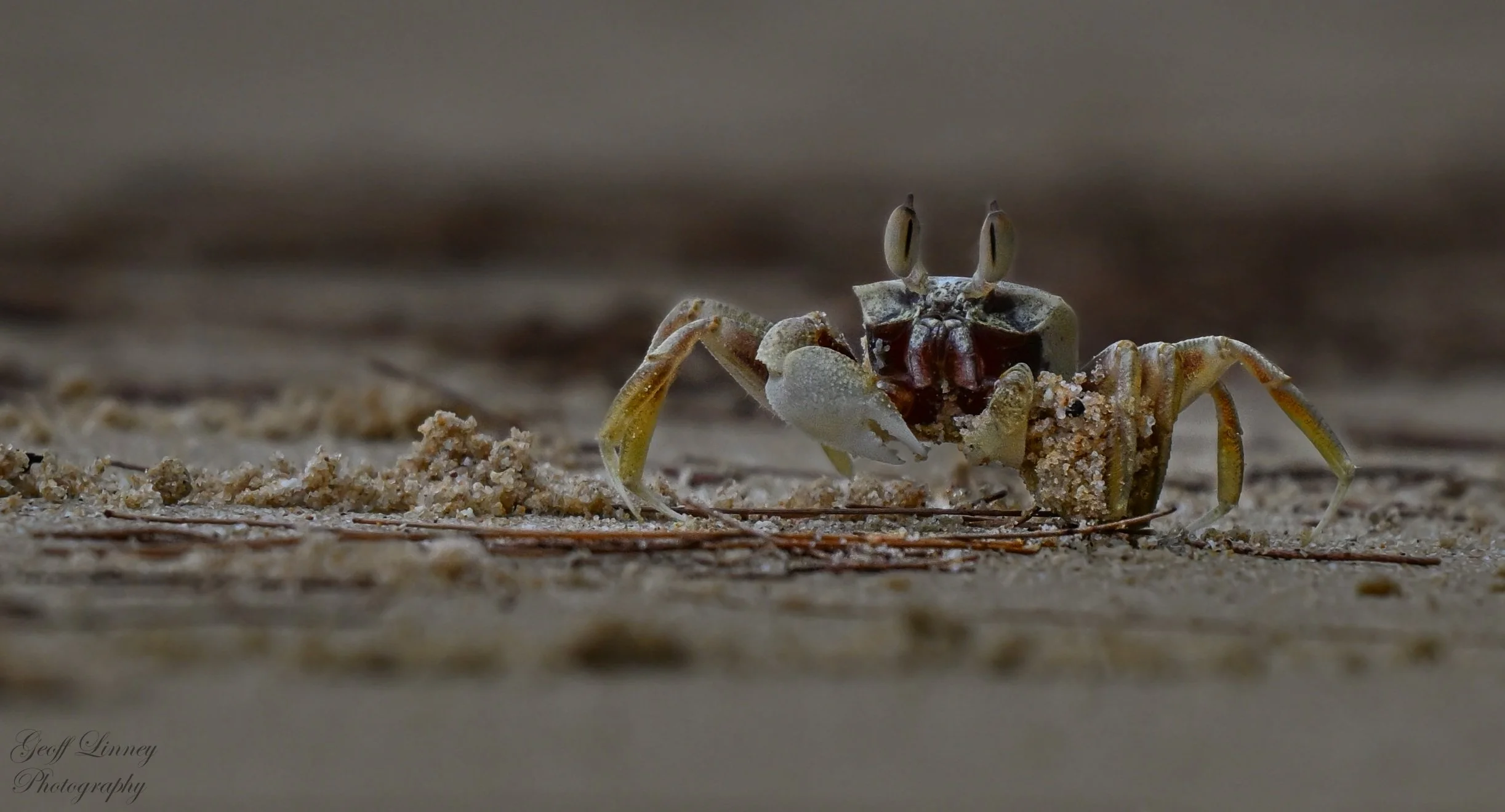 Horn-eyed Ghost Crab