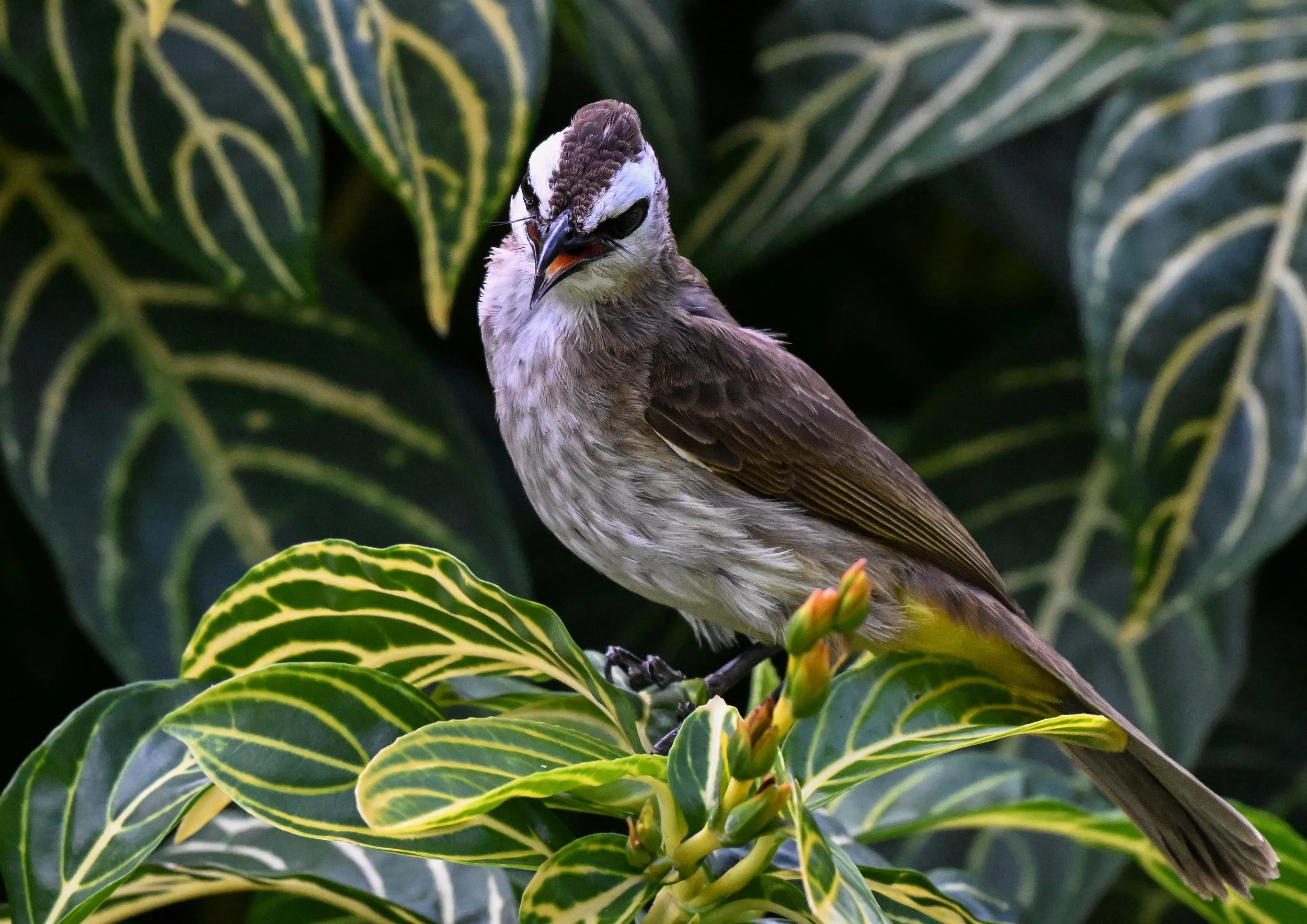 11 Yellow-vented Bul-bul 2
