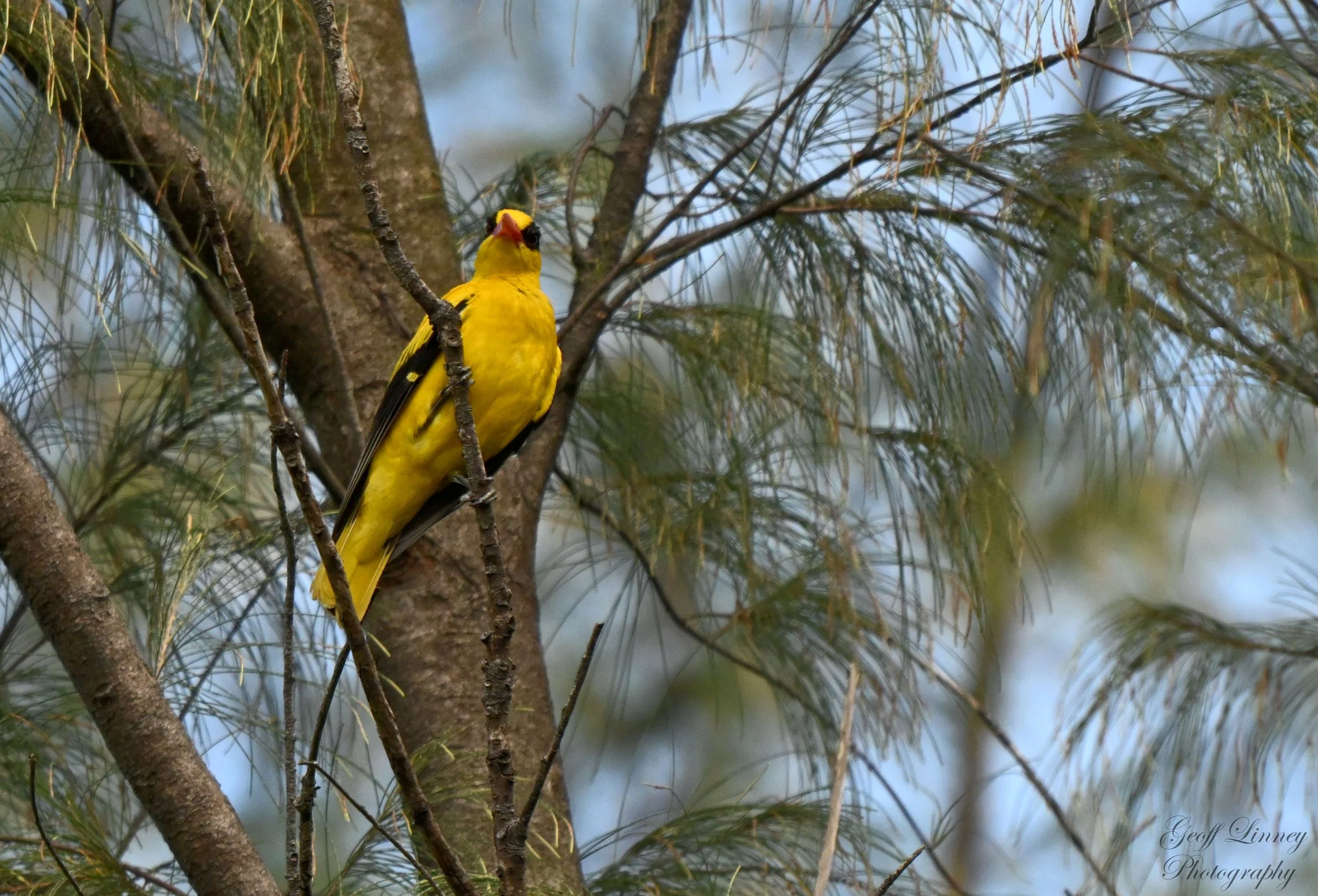 Eurasian Golden Oriole