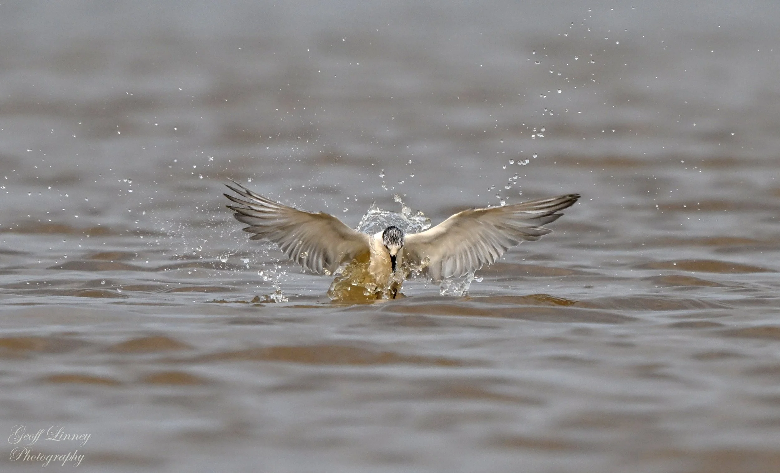 Gull-billed Tern splashdown