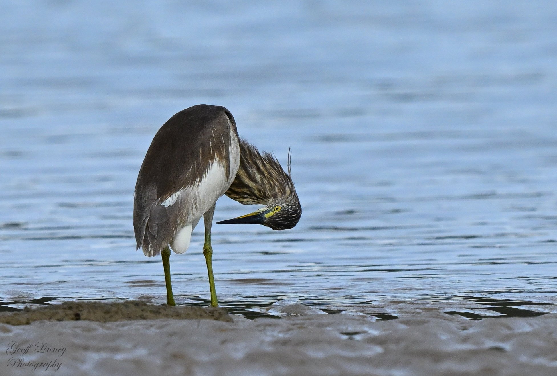 Chinese Pond Heron
